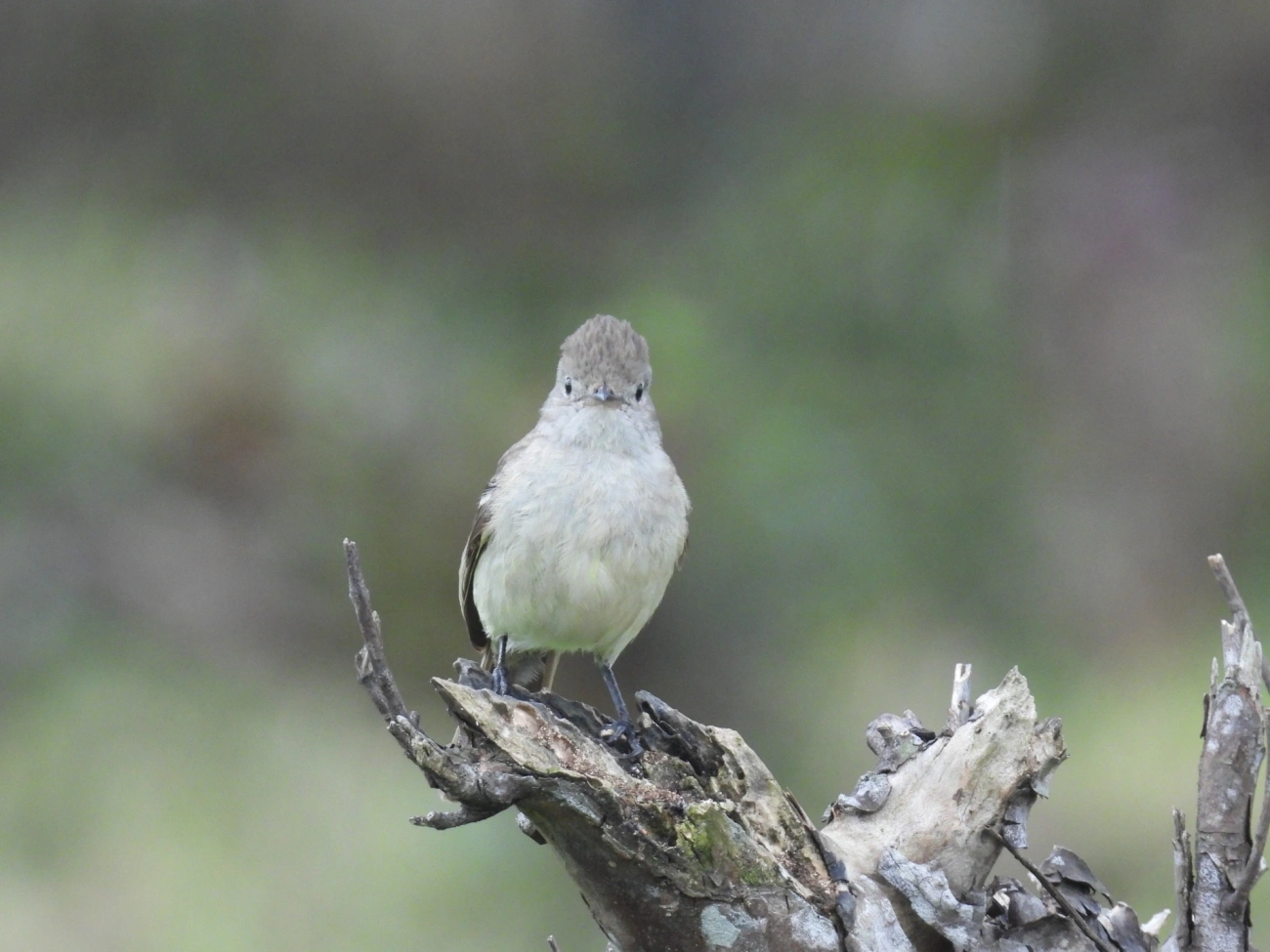 Guaracava-de-barriga-amarela (Elaenia flavogaster), aves, fotografado em Maresias, São Sebastião