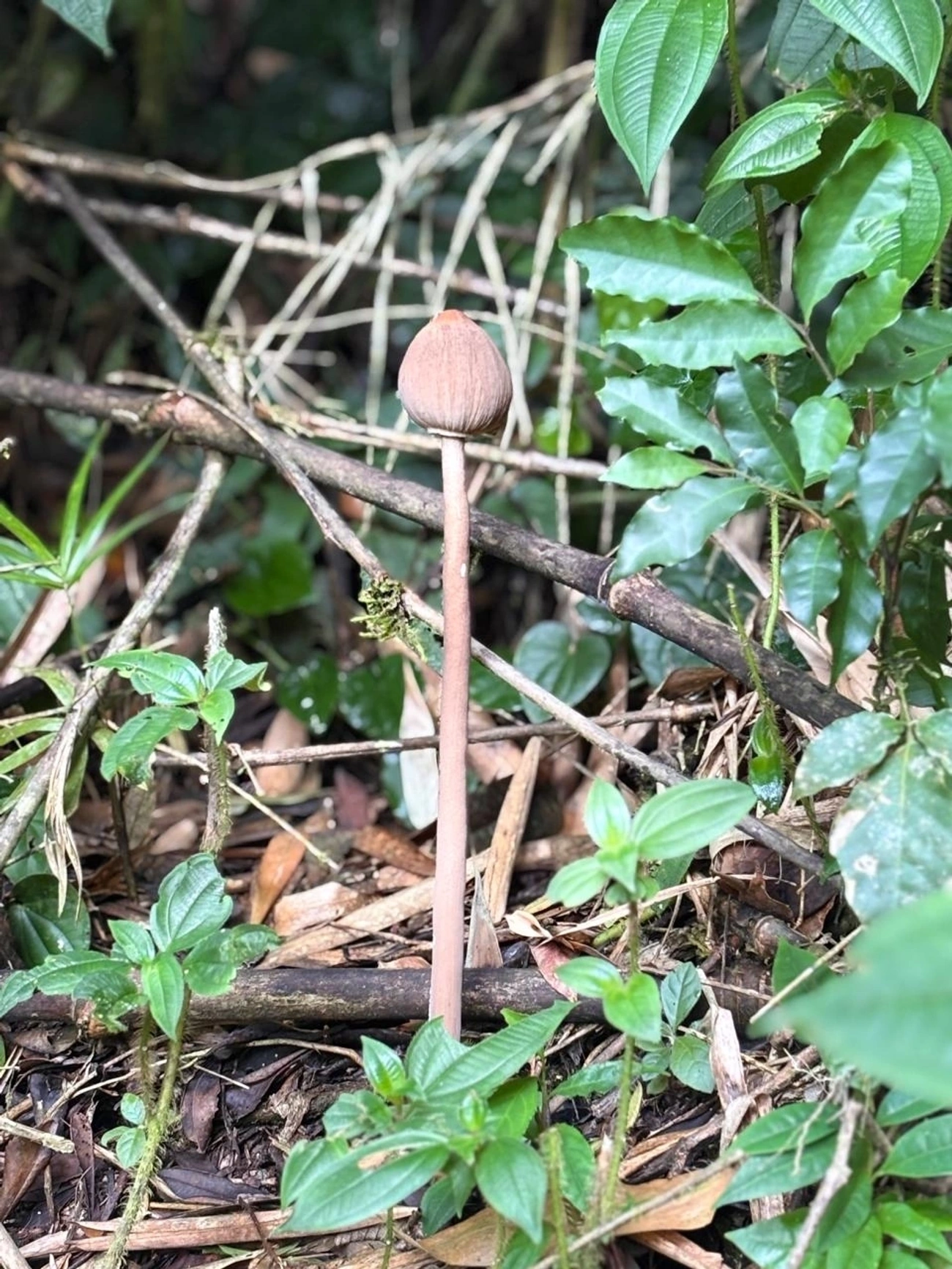 Macrolepiotas (Macrolepiota), fungos, fotografado em Queluz