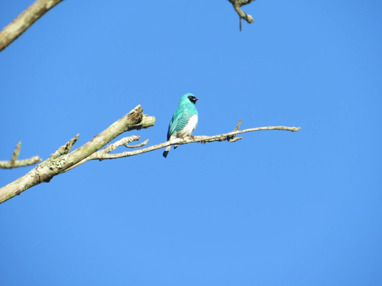 Saí-andorinha (Tersina viridis), aves, fotografado em Maresias, São Sebastião