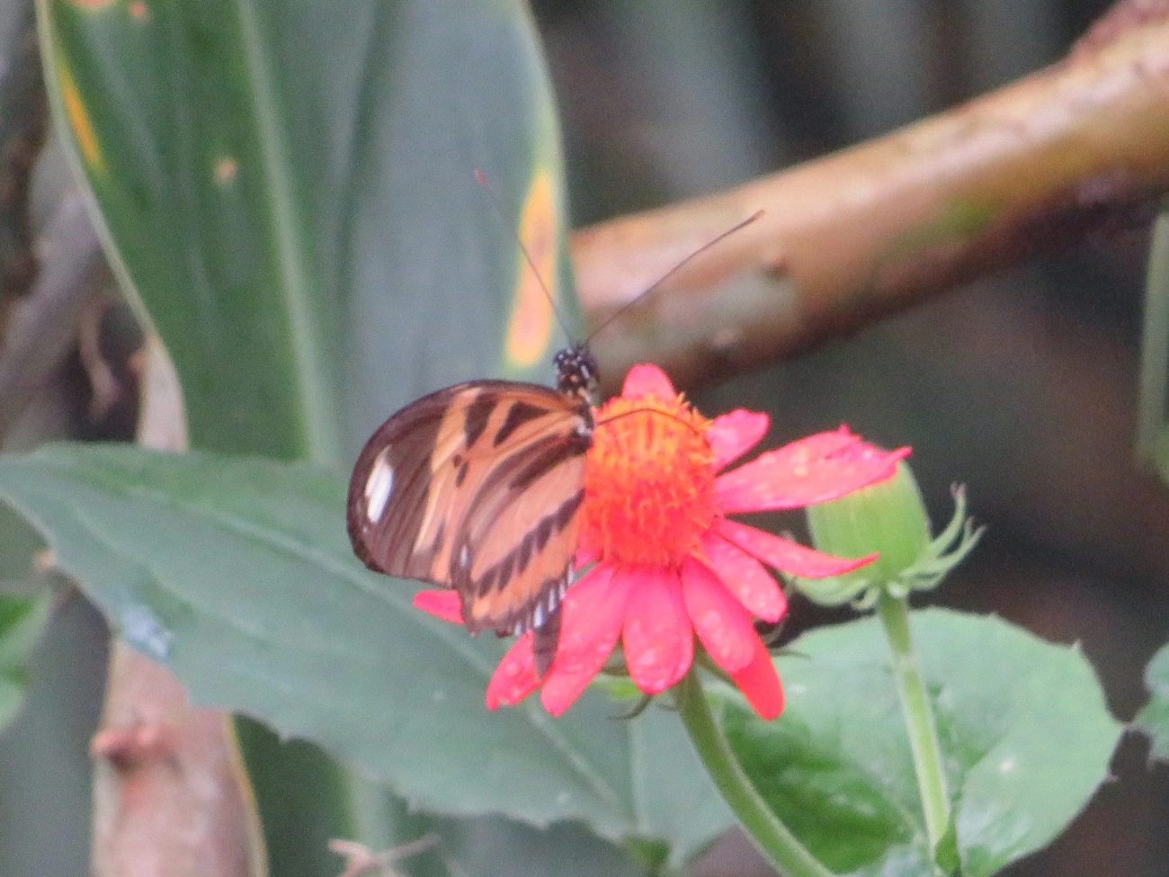 Maria-boba (Heliconius ethilla), insetos, fotografado em Maresias, São Sebastião