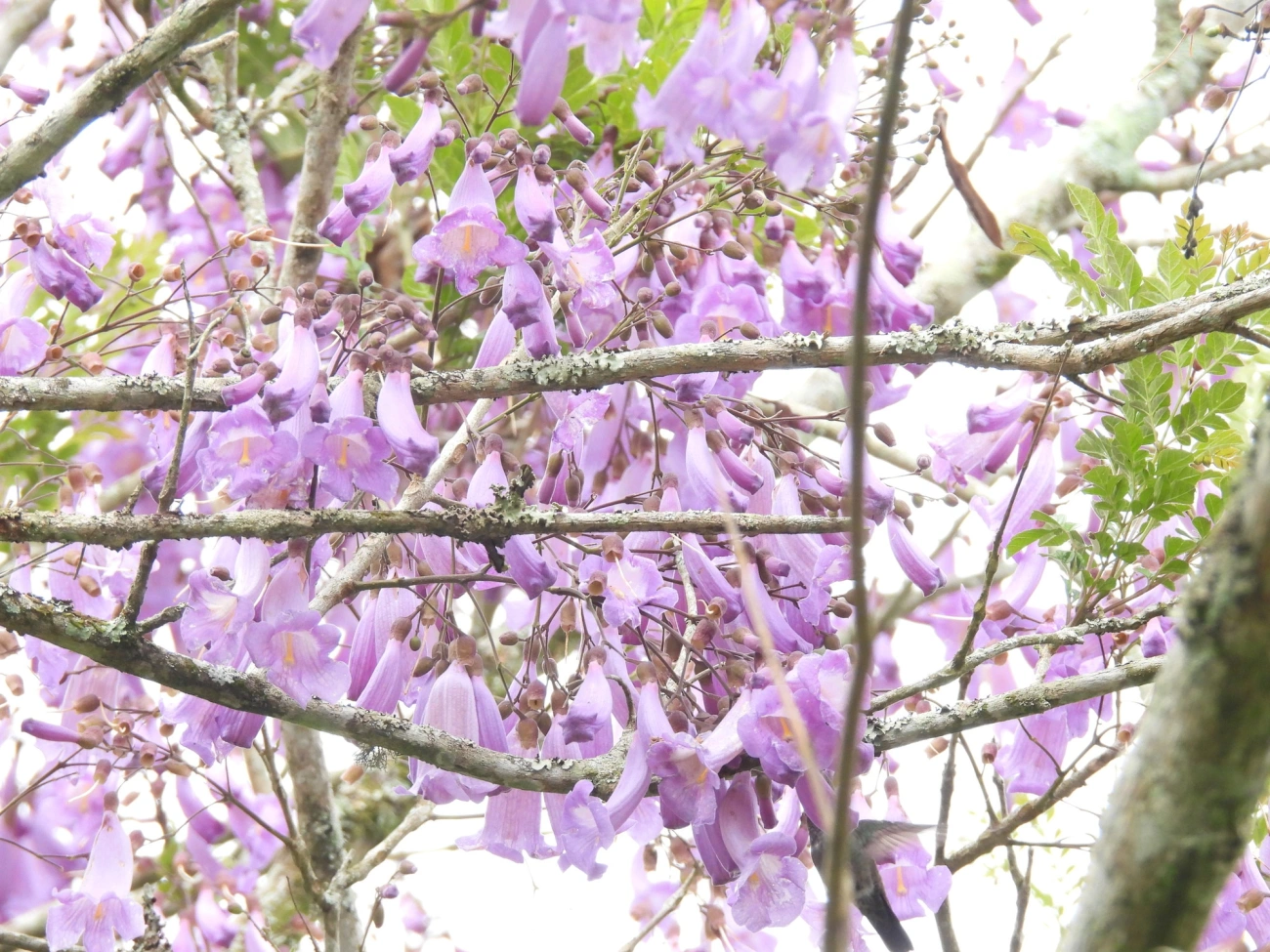 Jacarandas (Jacaranda), plantas, fotografado em Camburí, São Sebastião