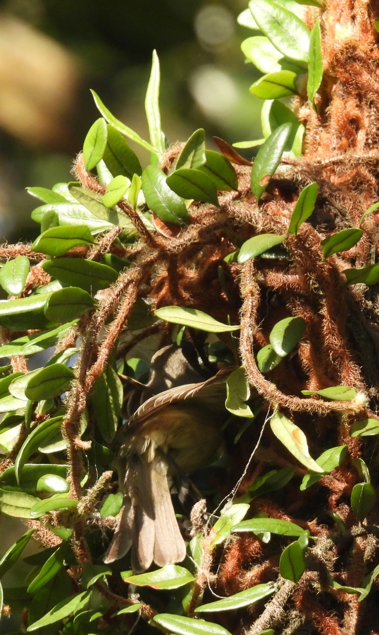 Risadinha (Camptostoma obsoletum), aves, fotografado em Maresias, São Sebastião