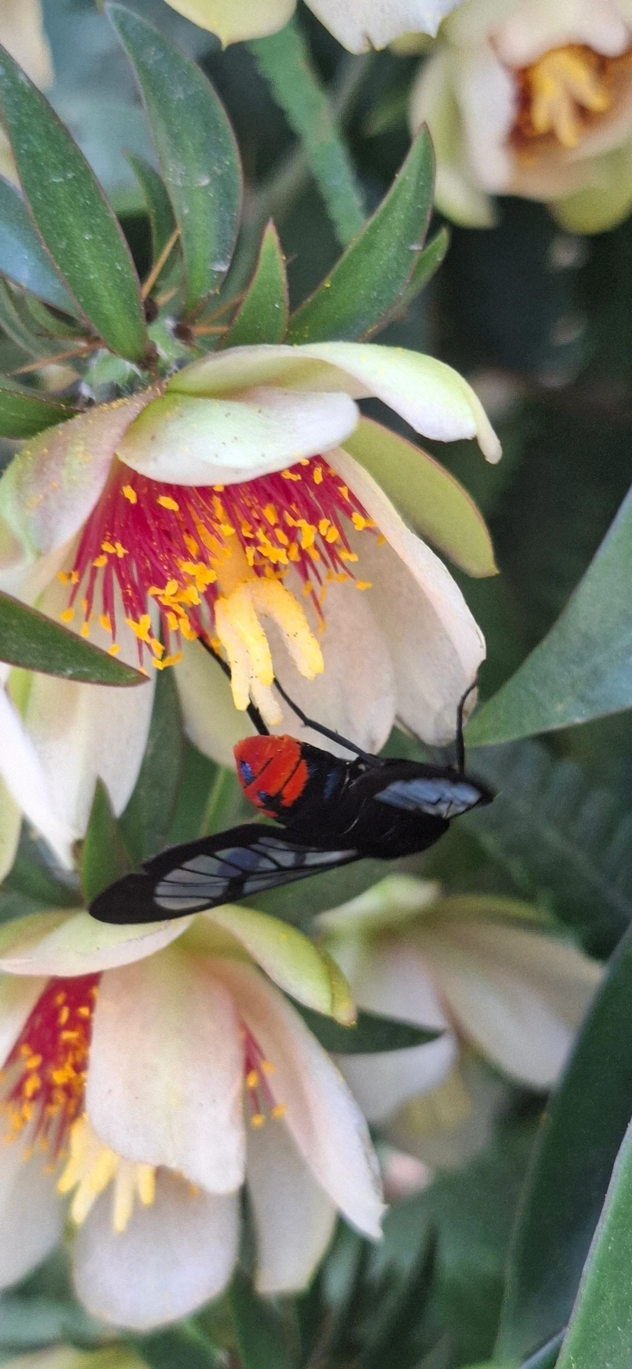 Gymnelia, insetos, fotografado em Maresias, São Sebastião