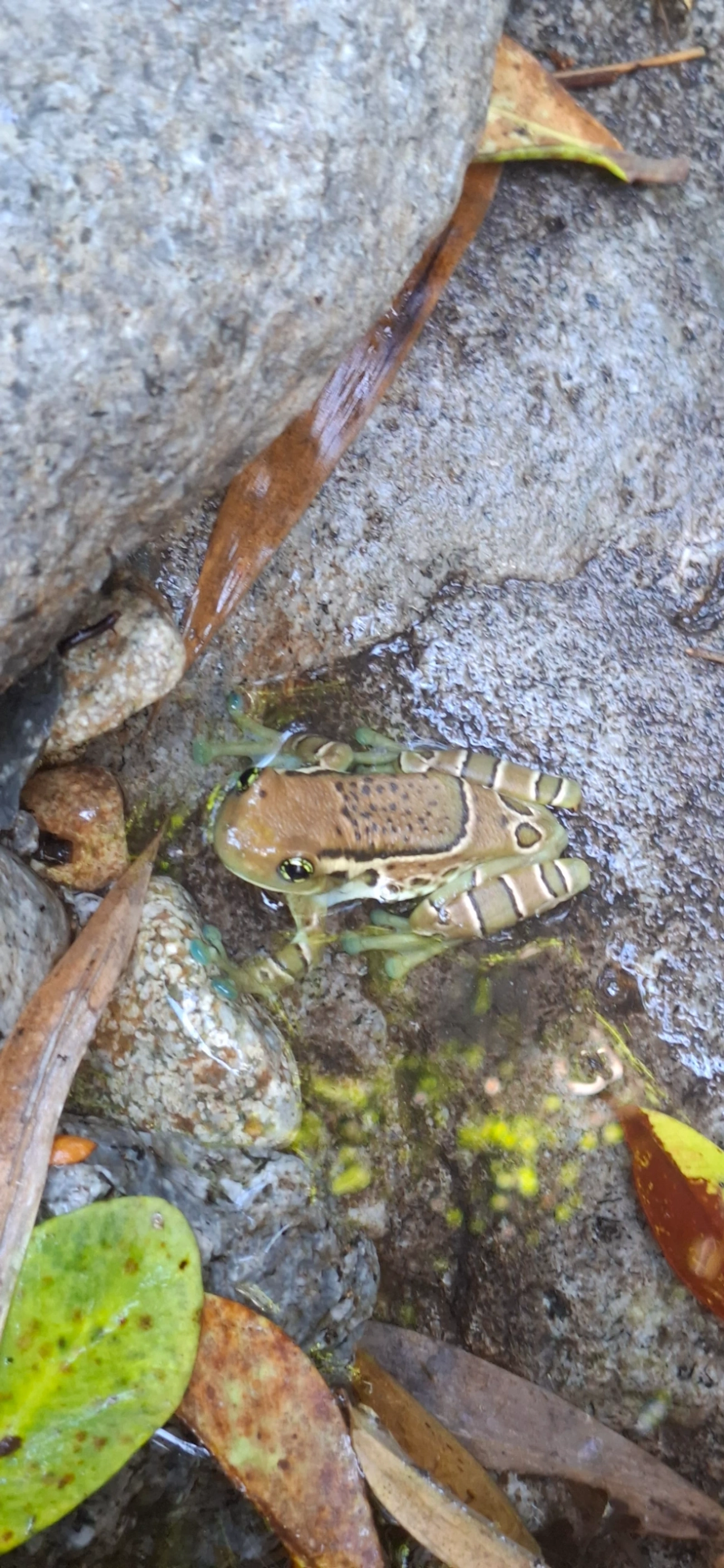 Perereca-de-olhos-dourados-do-Rio (Trachycephalus imitatrix), anfíbios, fotografado em Queluz