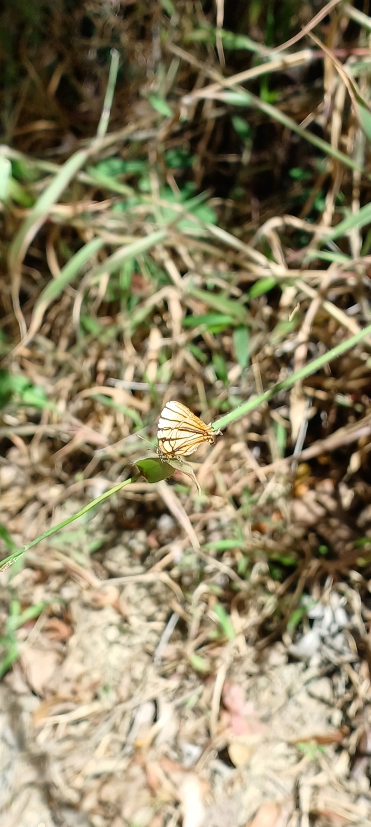 Arawacus meliboeus, insetos, fotografado em Cunha