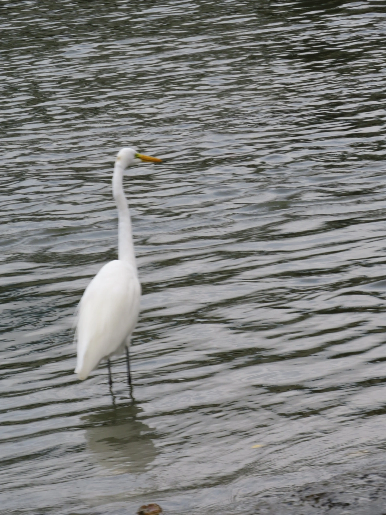 Garça-branca-grande (Ardea alba), aves, fotografado em Centro, São Sebastião