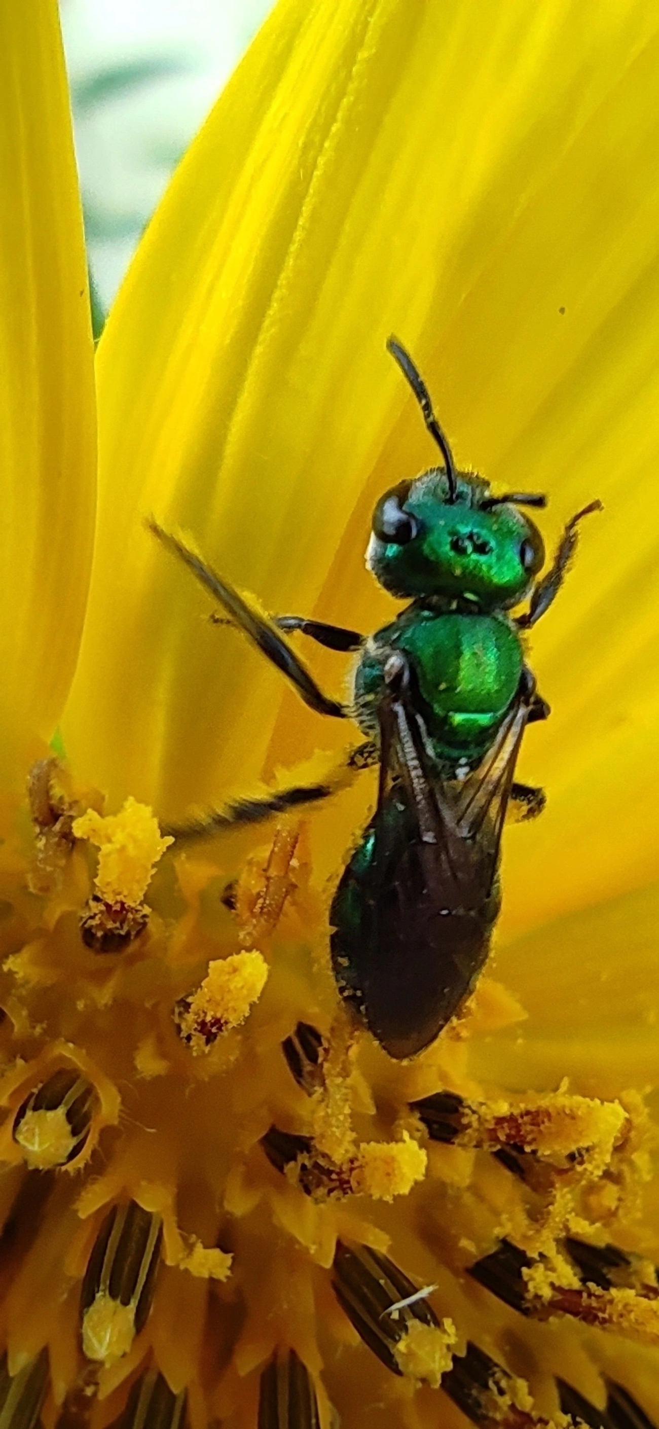 Augochlora, insetos, fotografado em Maresias, São Sebastião
