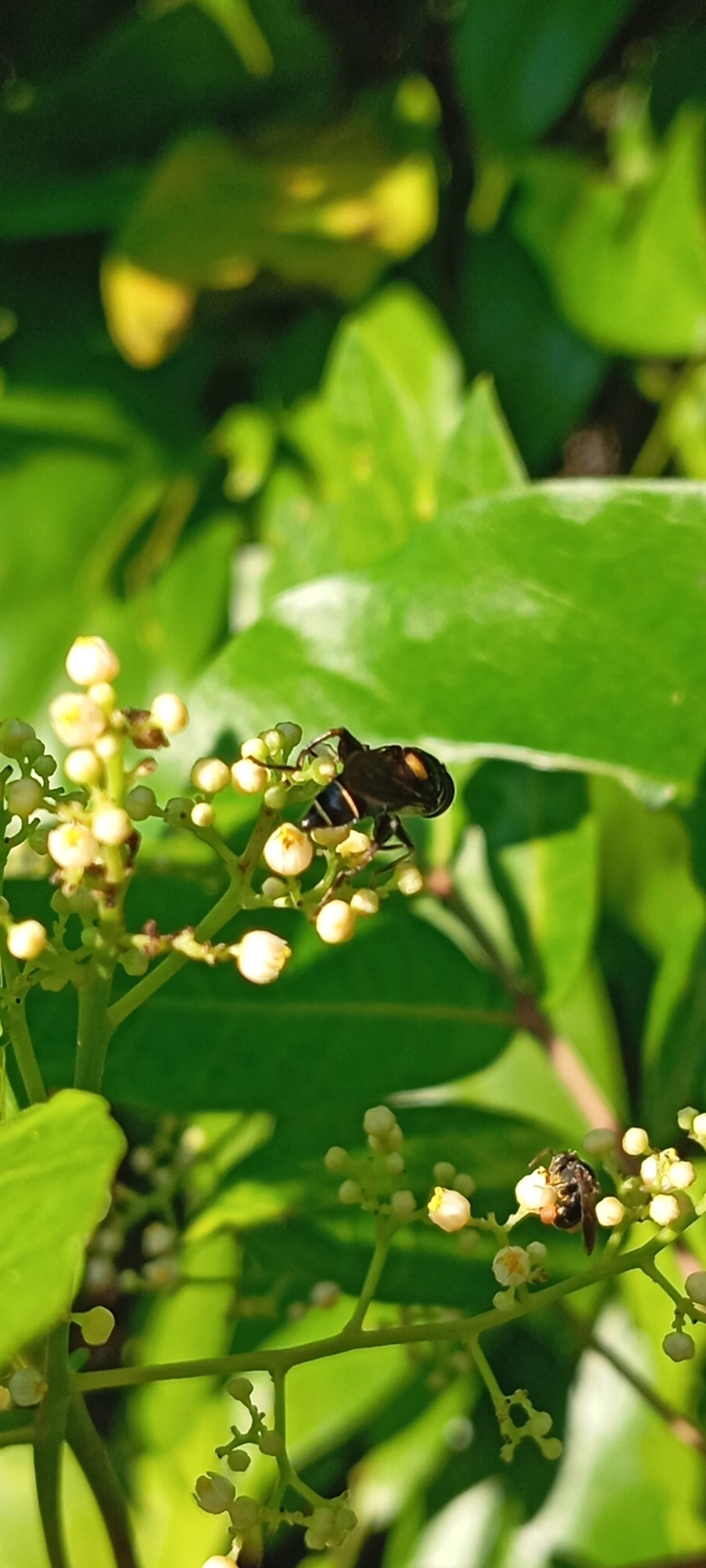 Palpada, insetos, fotografado em Maresias, São Sebastião