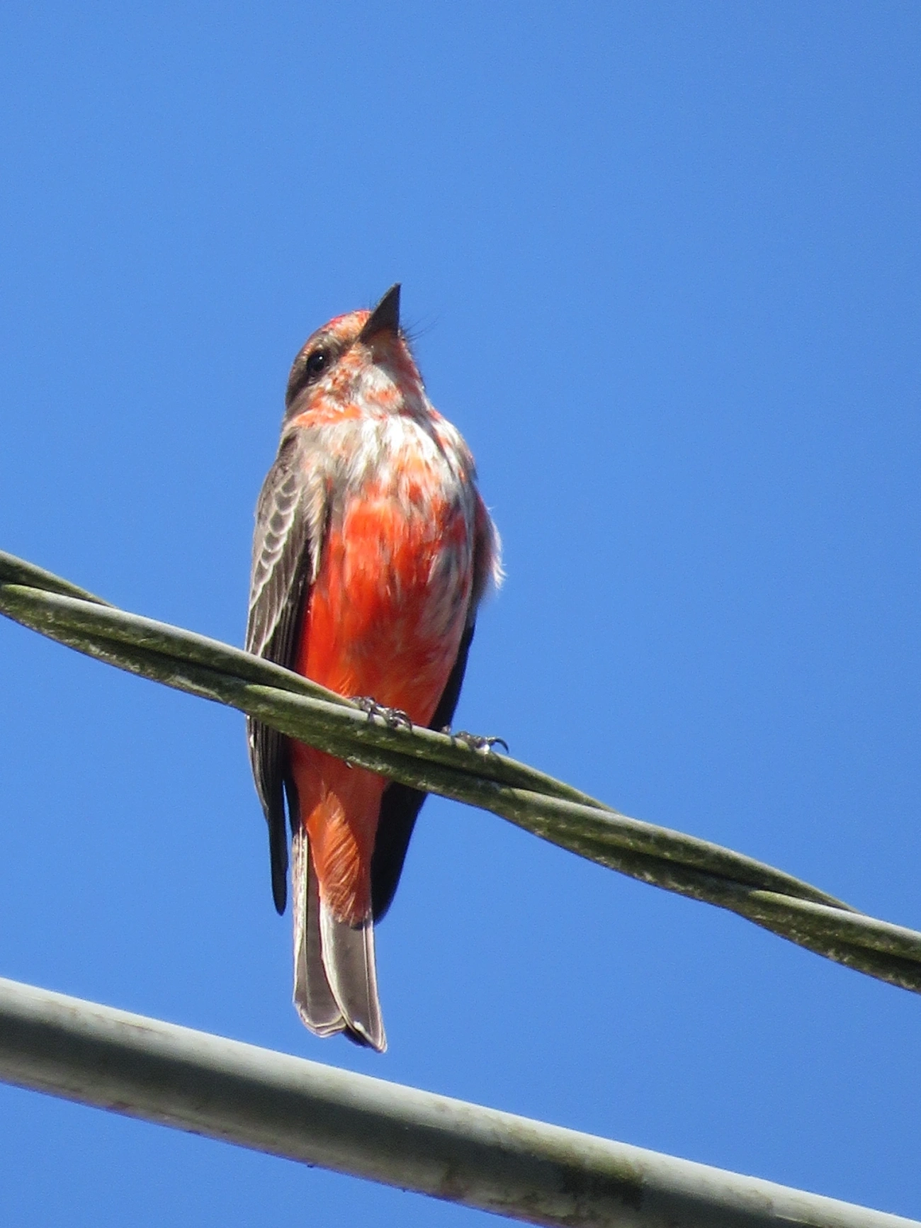Príncipe (Pyrocephalus rubinus), aves, fotografado em Maresias, São Sebastião