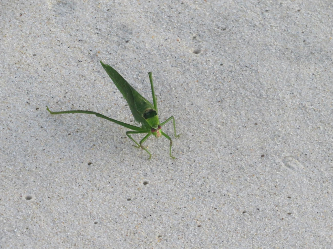 Esperança-verde (Stilpnochlora undulata), insetos, fotografado em Maresias, São Sebastião