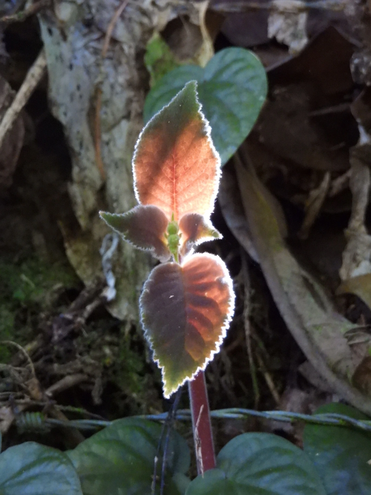 Plantas (Plantae), plantas, fotografado em Viana, Ilhabela