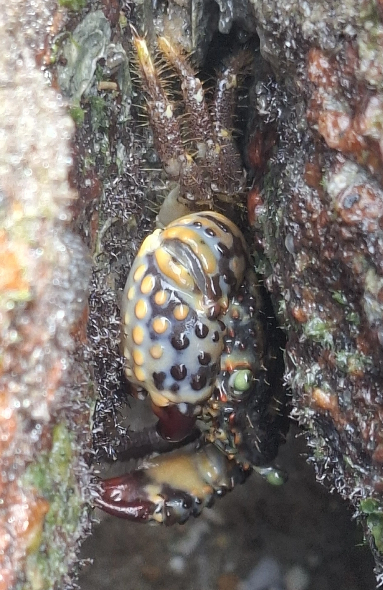 Bala-pedra (Eriphia gonagra), crustáceos, fotografado em São Sebastião