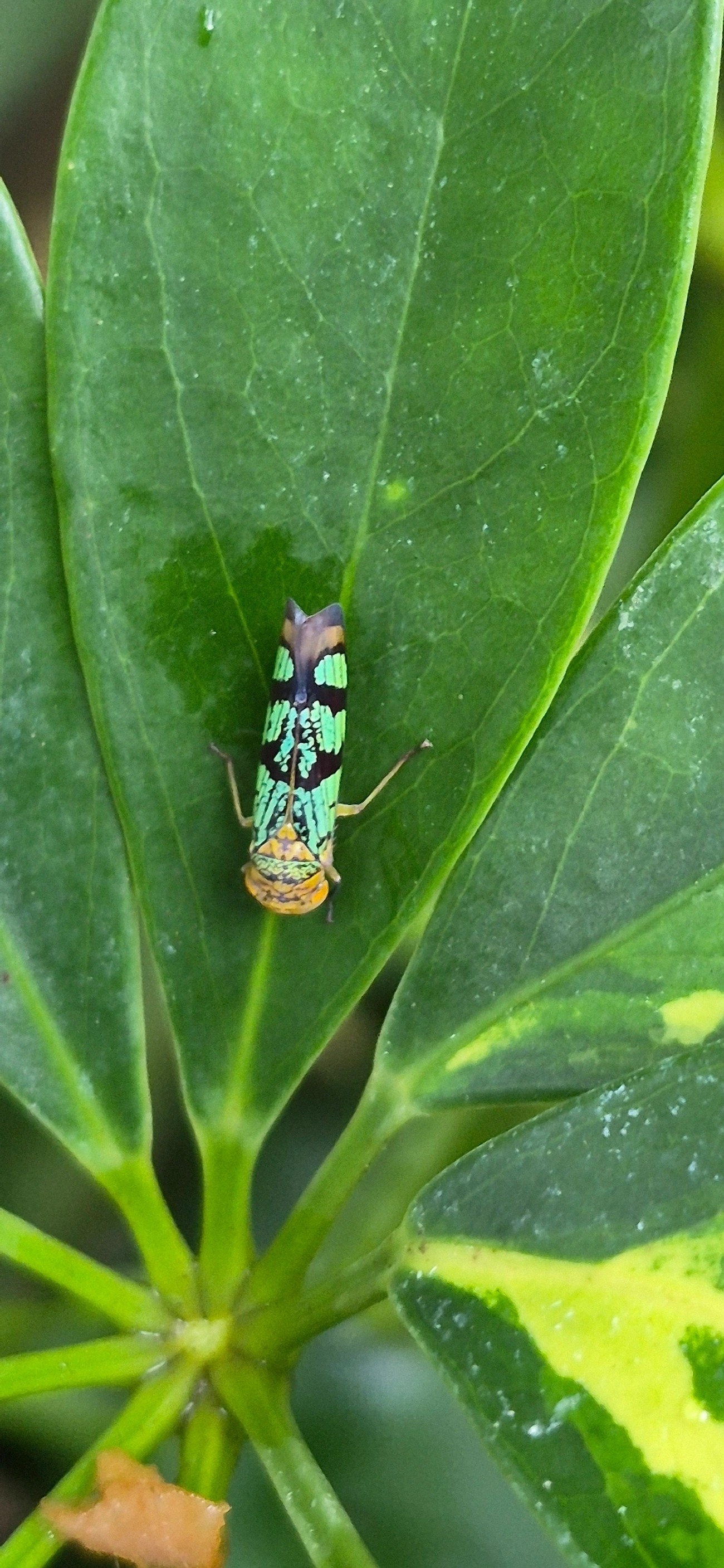 Amblyscarta, insetos, fotografado em Maresias, São Sebastião