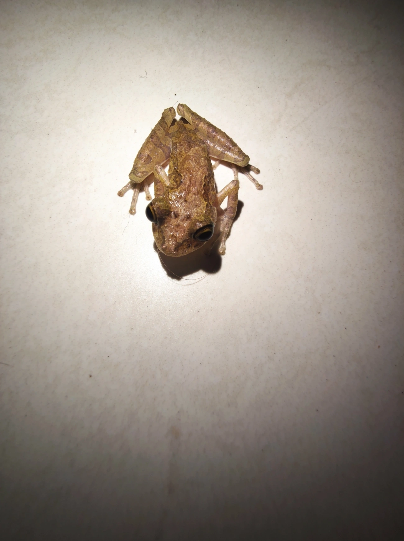 Perereca-do-litoral (Ololygon littoralis), anfíbios, fotografado em Maresias, São Sebastião