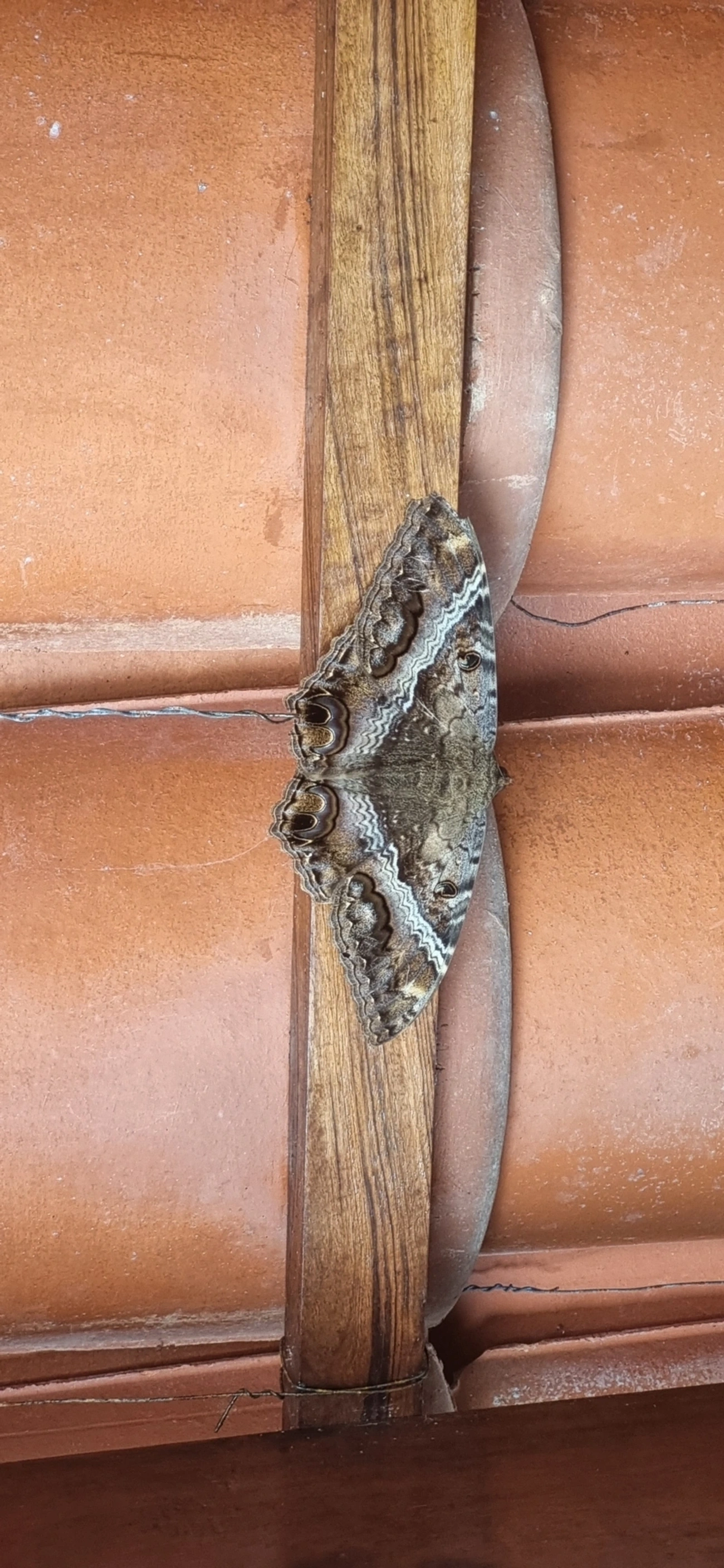 Bruxa-negra (Ascalapha odorata), insetos, fotografado em Frade, Ubatuba