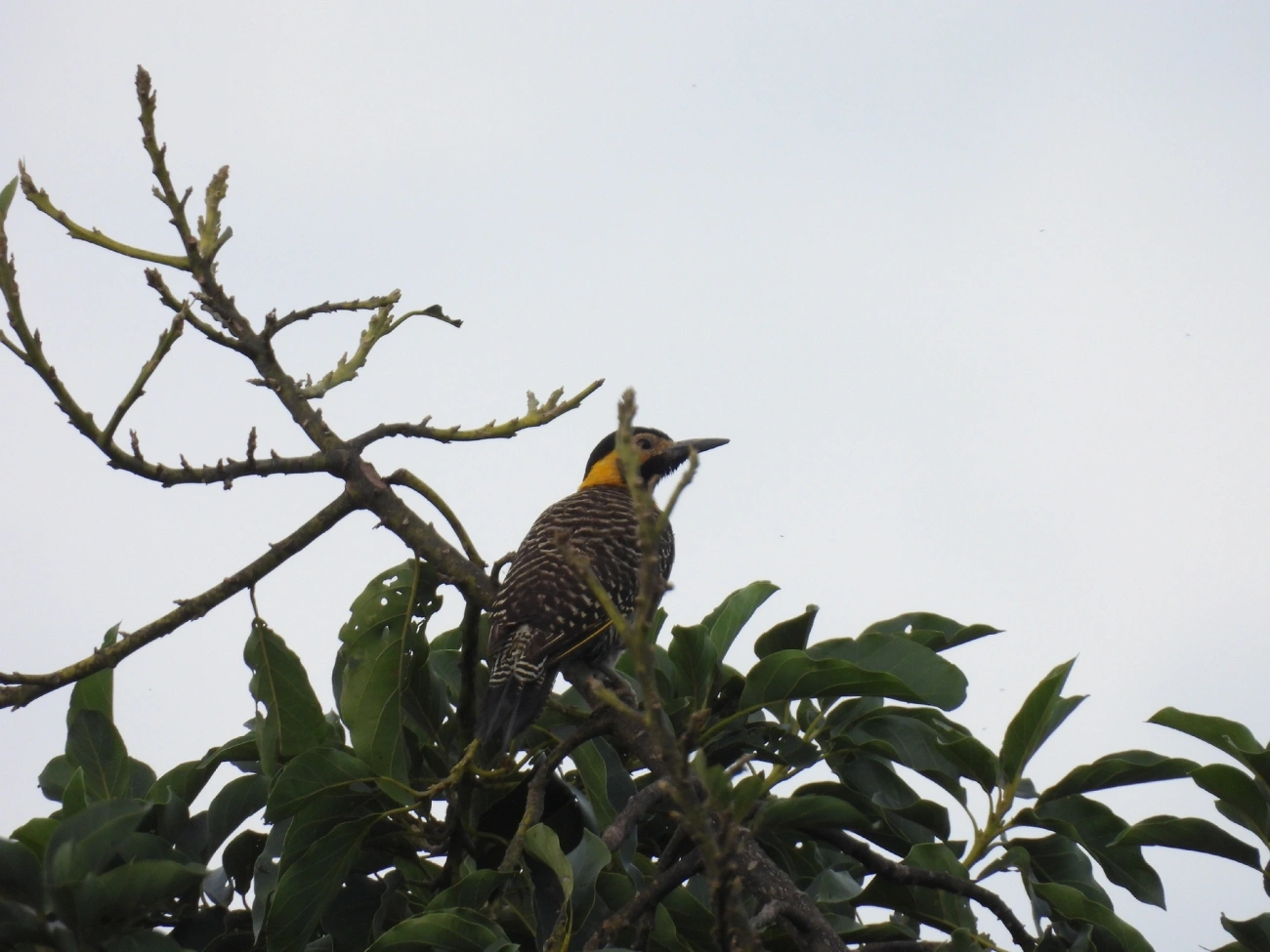 Pica-pau-do-campo (Colaptes campestris), aves, fotografado em Bragança Paulista