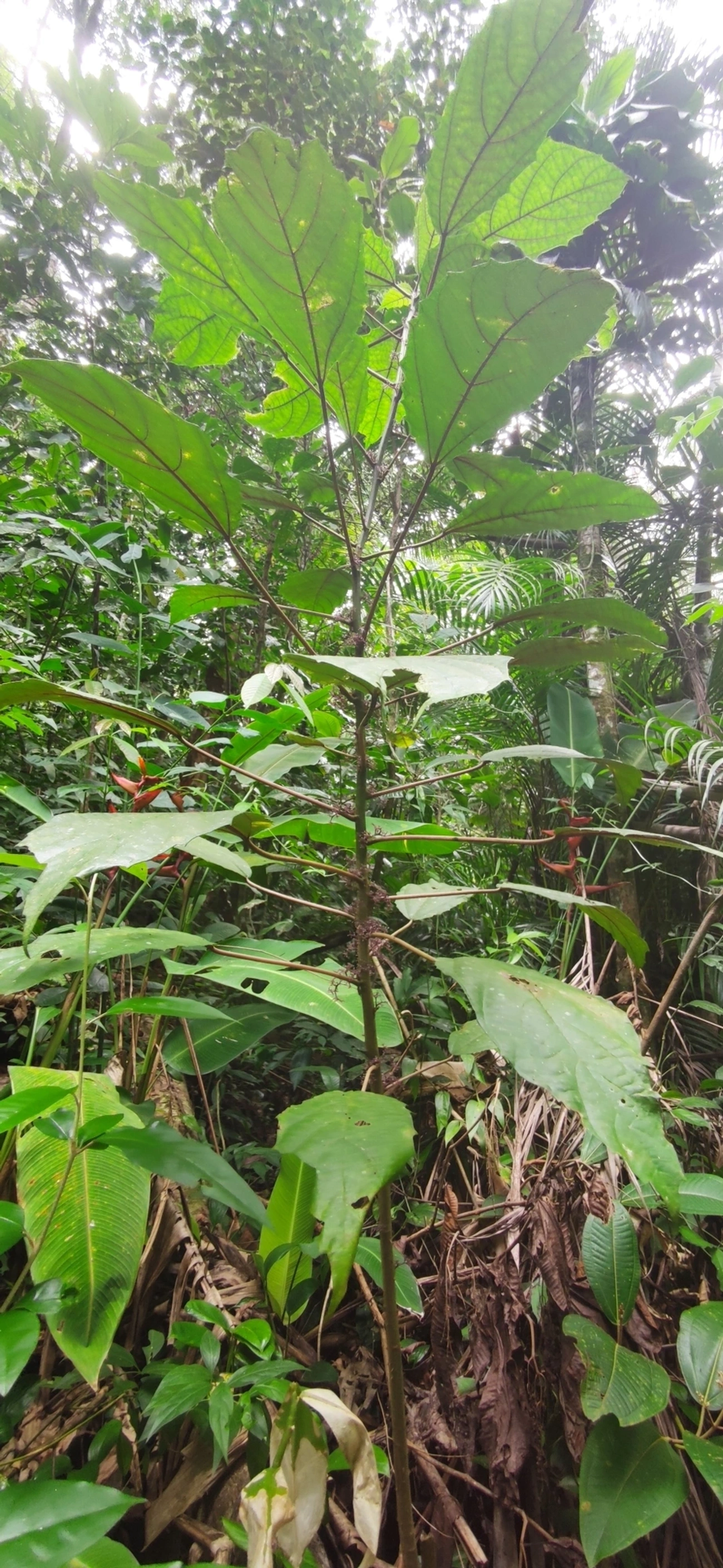 Urtigão (Urera nitida), plantas, fotografado em Maresias, São Sebastião