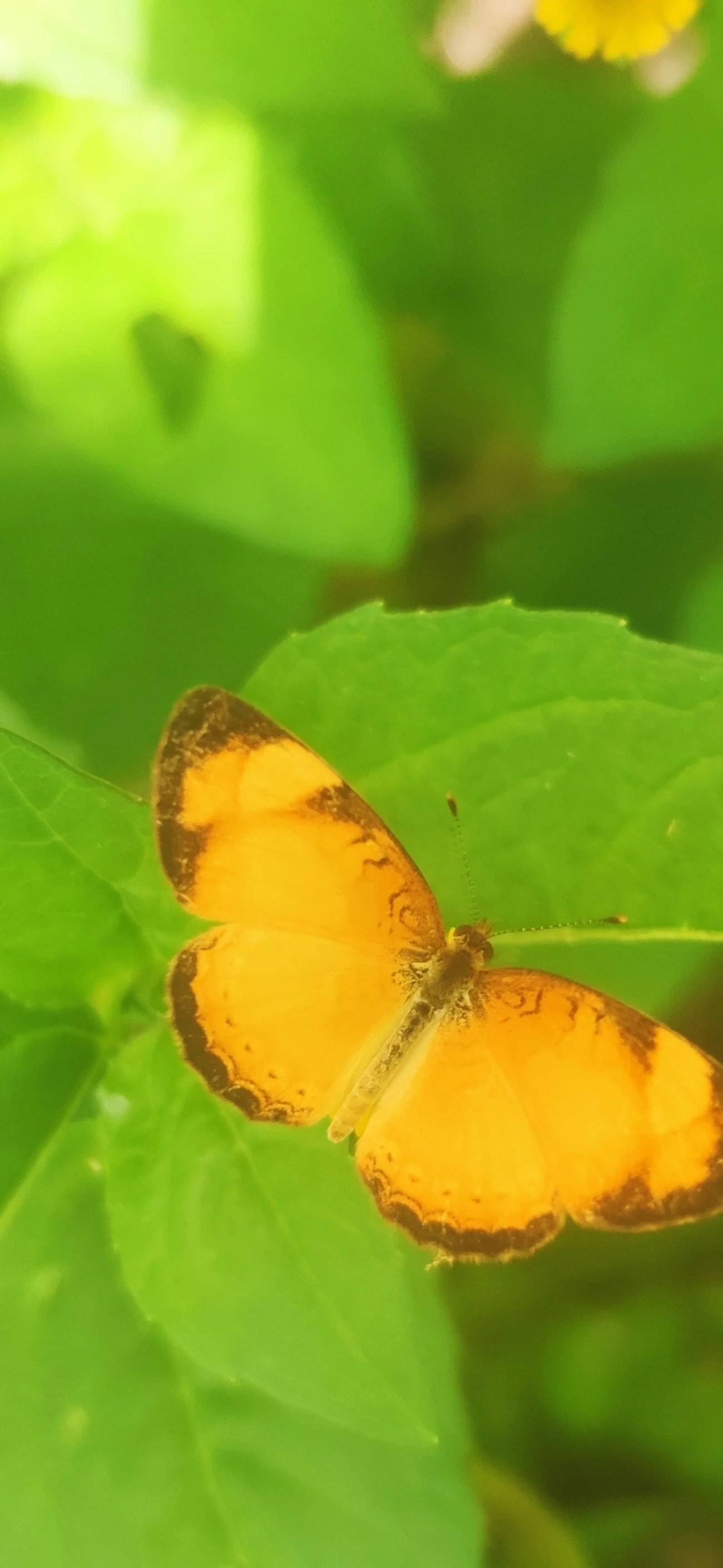 Tegosa claudina, insetos, fotografado em Maresias, São Sebastião