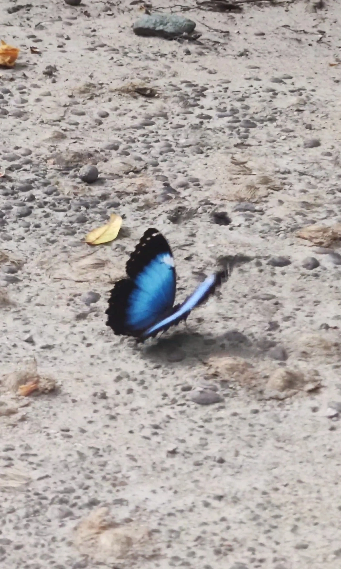 Capitão-do-mato (Morpho helenor), insetos, fotografado em Maresias, São Sebastião