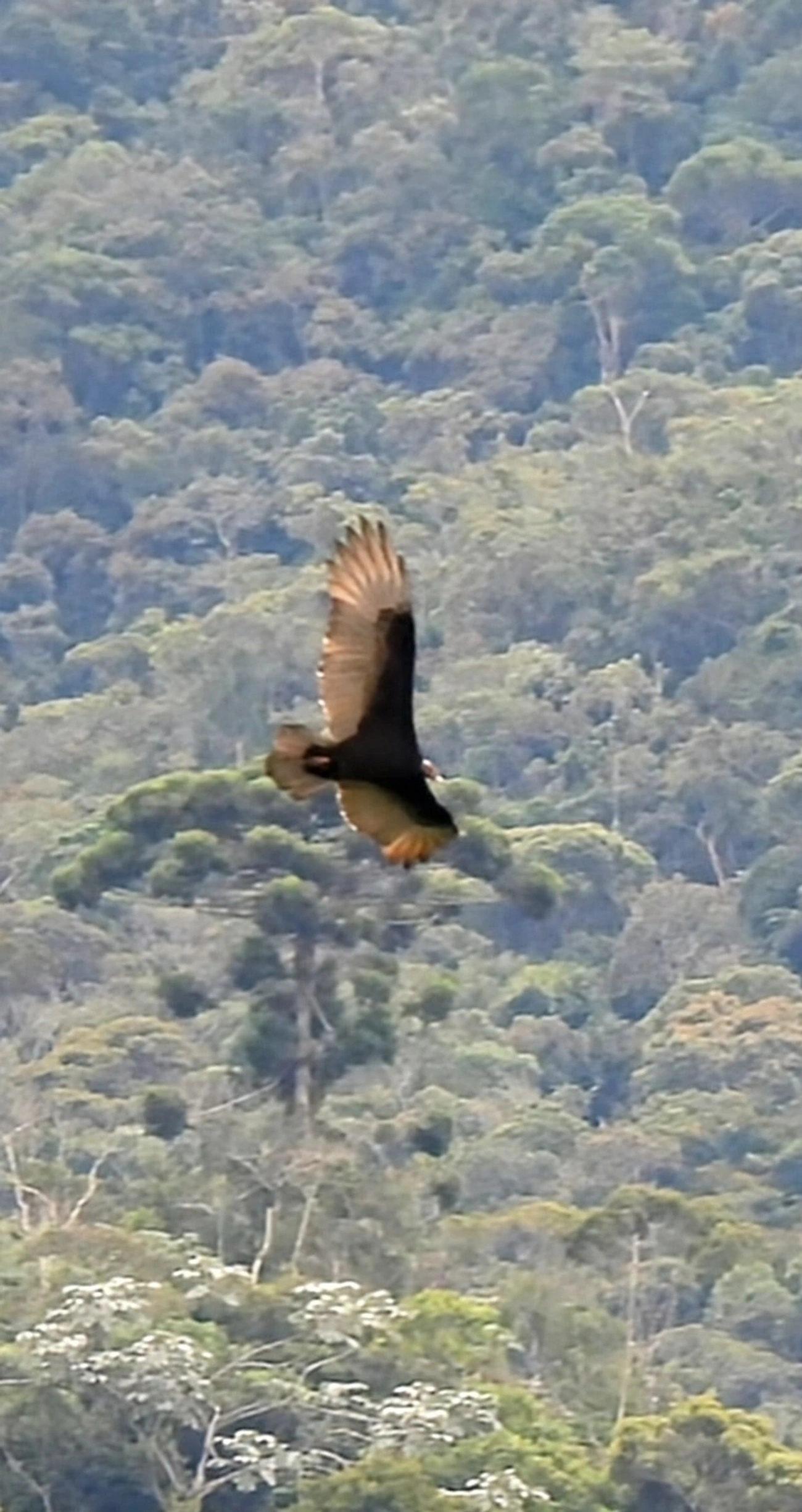 Urubu-de-cabeça-vermelha (Cathartes aura), aves, fotografado em Queluz