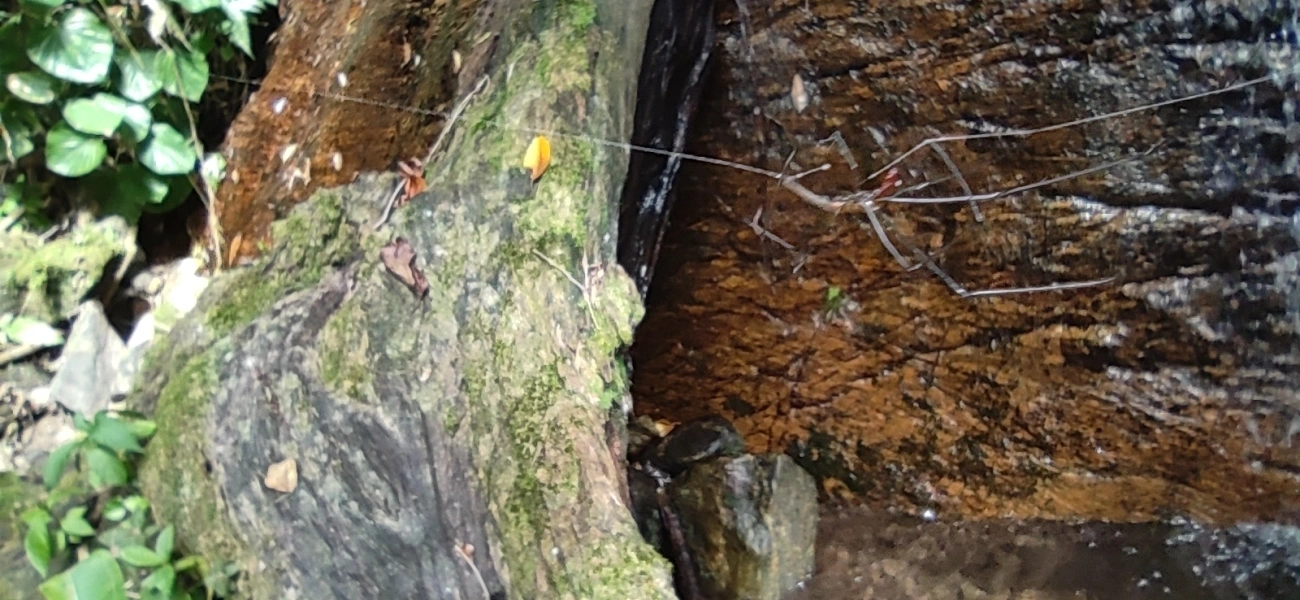Aranhas-dos-Juncos (Tetragnatha), aracnídeos, fotografado em Maresias, São Sebastião