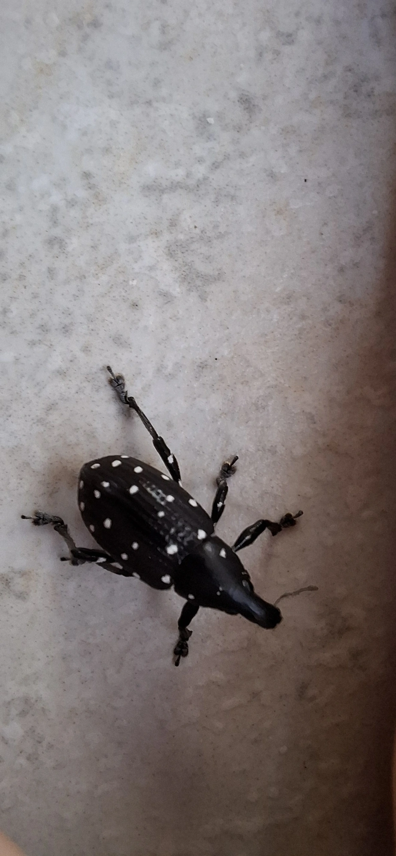 Lordops, insetos, fotografado em Maresias, São Sebastião