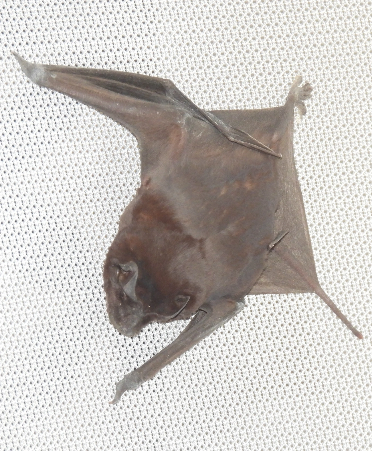 Morcego-da-Cauda-Grossa (Molossus molossus), mamíferos, fotografado em Maresias, São Sebastião