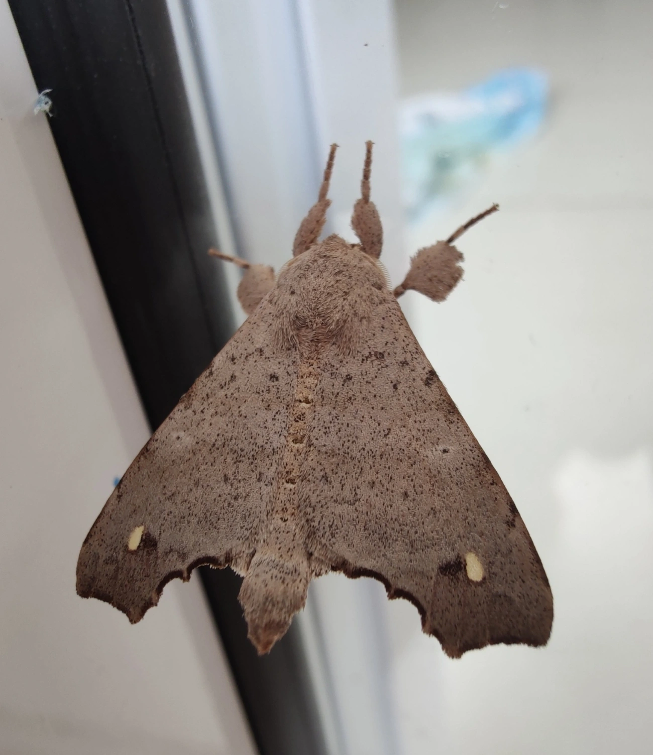 Olceclostera, insetos, fotografado em Maresias, São Sebastião
