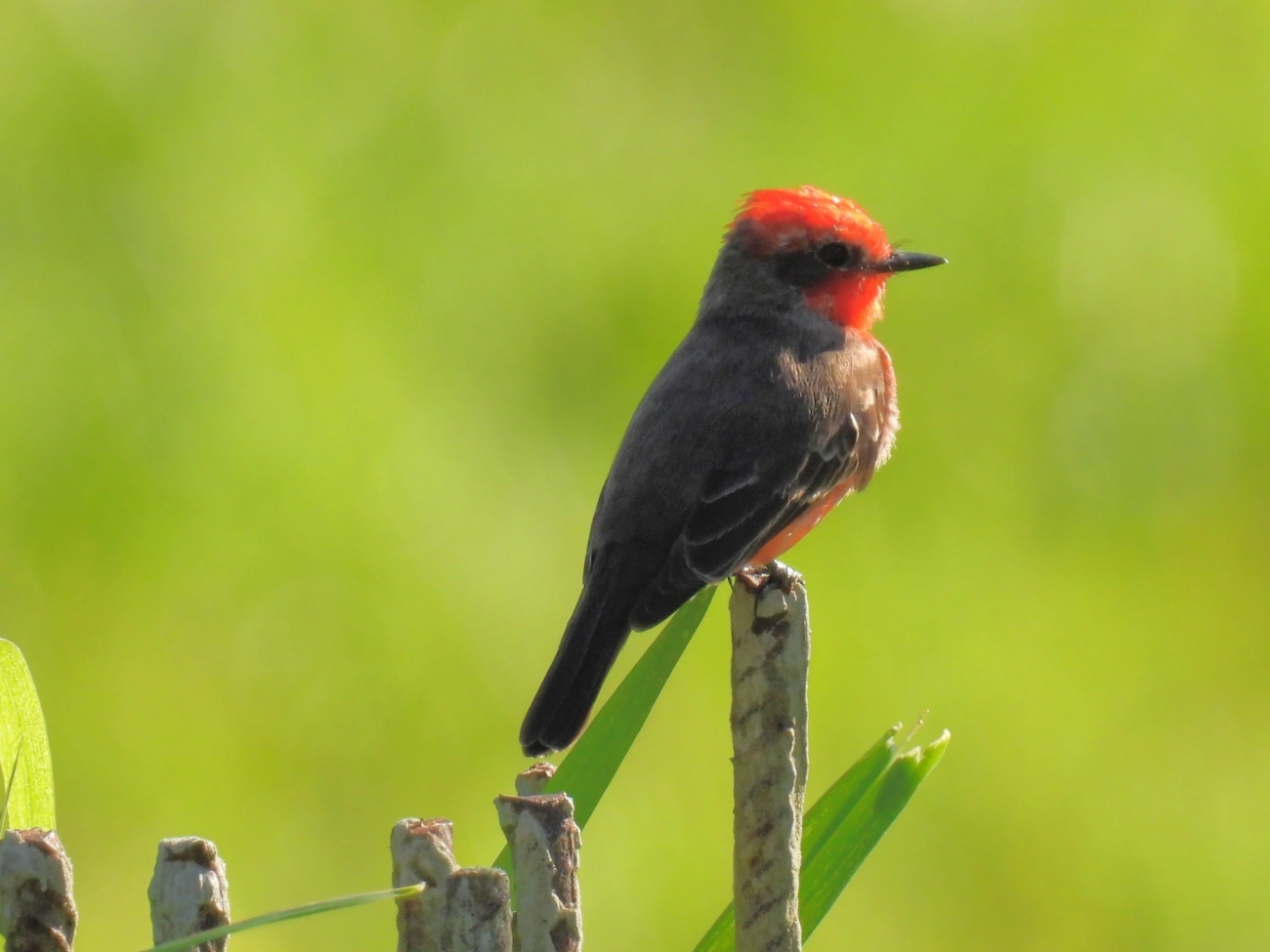 Príncipe (Pyrocephalus rubinus), aves, fotografado em Maresias, São Sebastião
