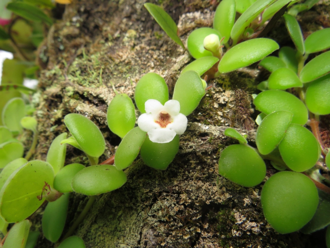 Codonanthe devosiana, plantas, fotografado em Maresias, São Sebastião