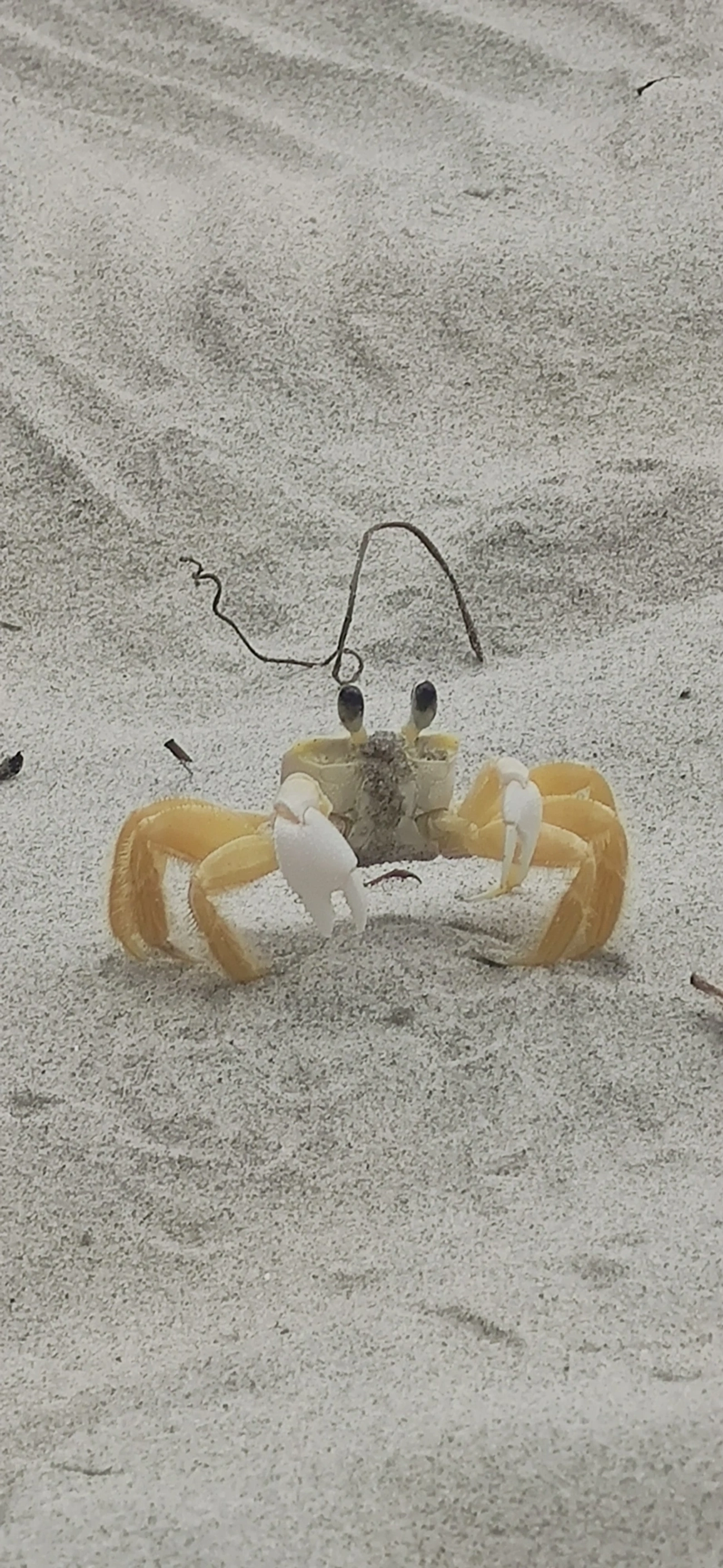 Maria-farinha (Ocypode quadrata), crustáceos, fotografado em São Sebastião