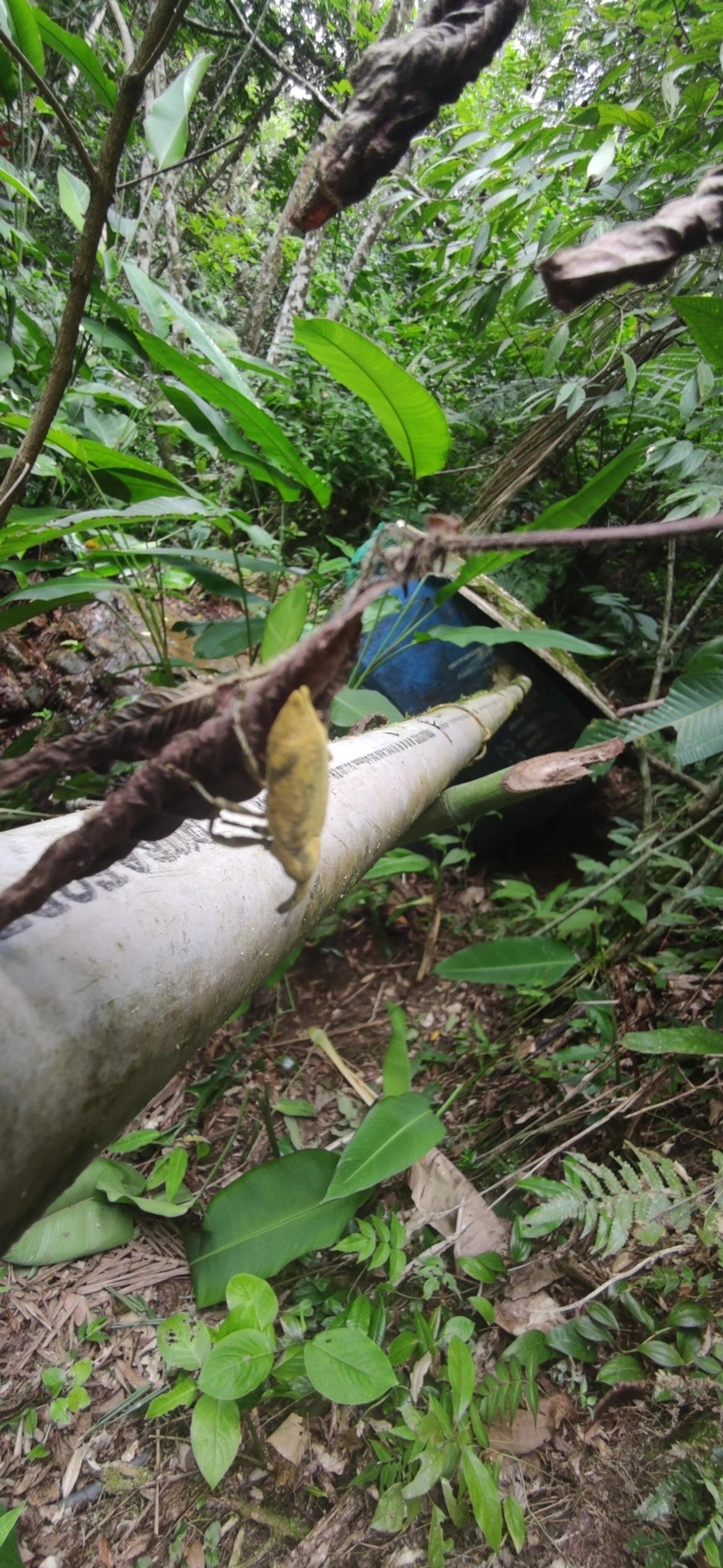 Lixus, insetos, fotografado em Maresias, São Sebastião