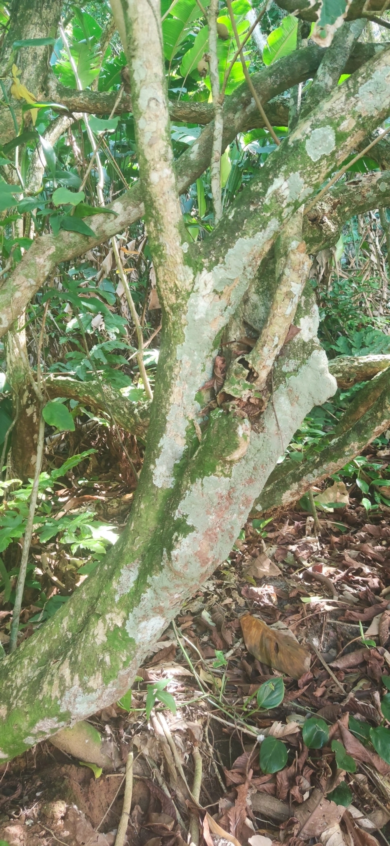 Pitangas (Eugenia), plantas, fotografado em Maresias, São Sebastião