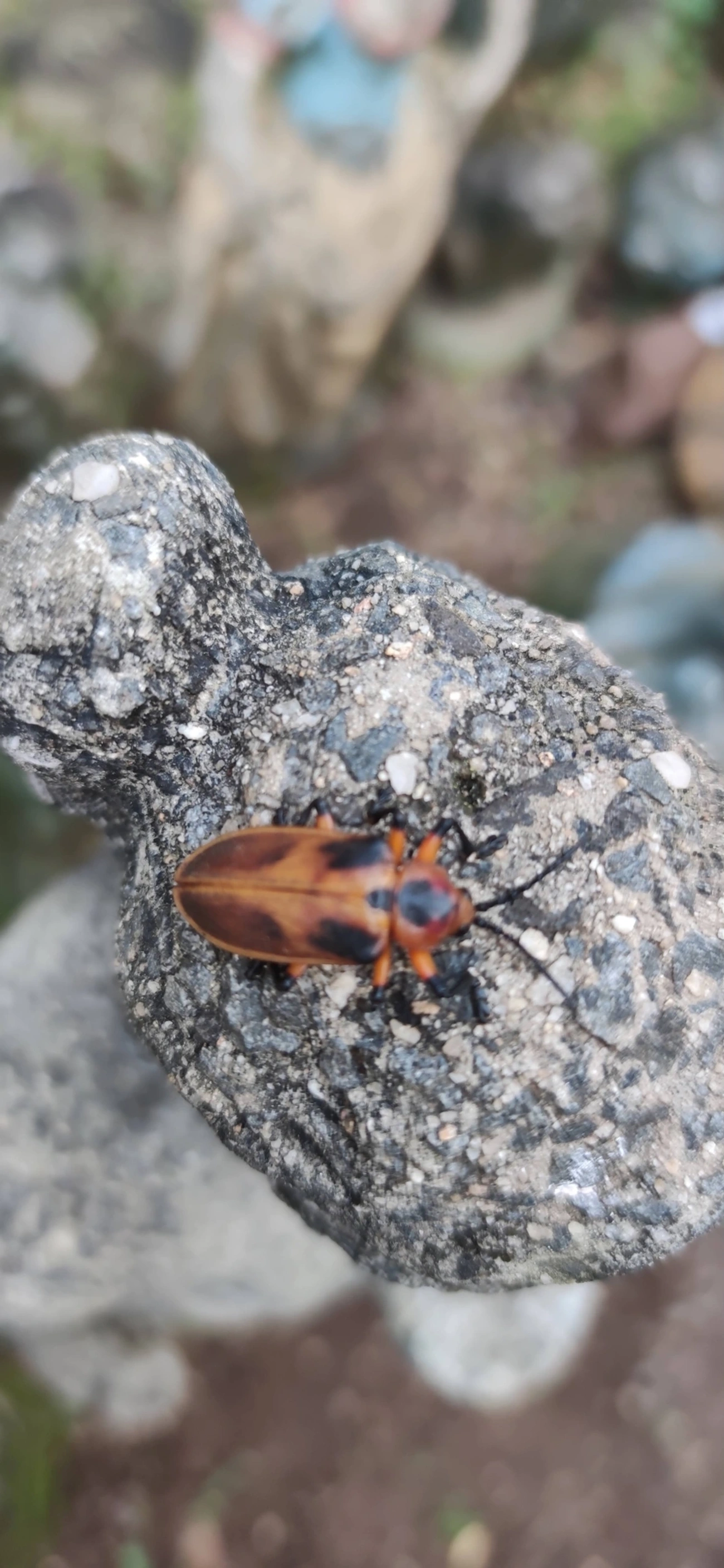 Mecistomela marginata, insetos, fotografado em Maresias, São Sebastião