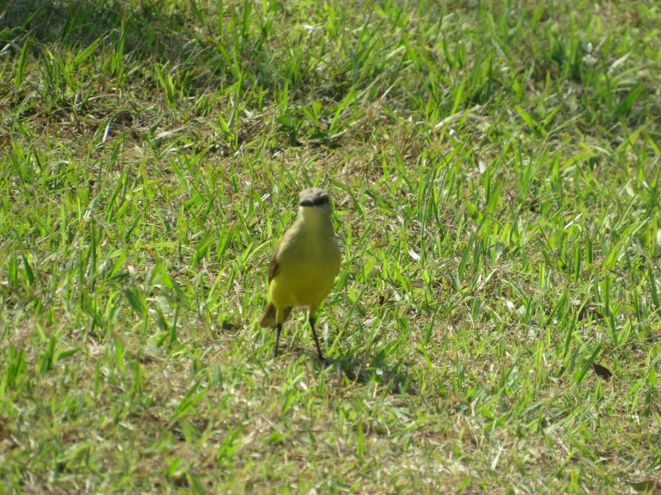 Suiriri-cavaleiro (Machetornis rixosa), aves, fotografado em Indaiá, Caraguatatuba