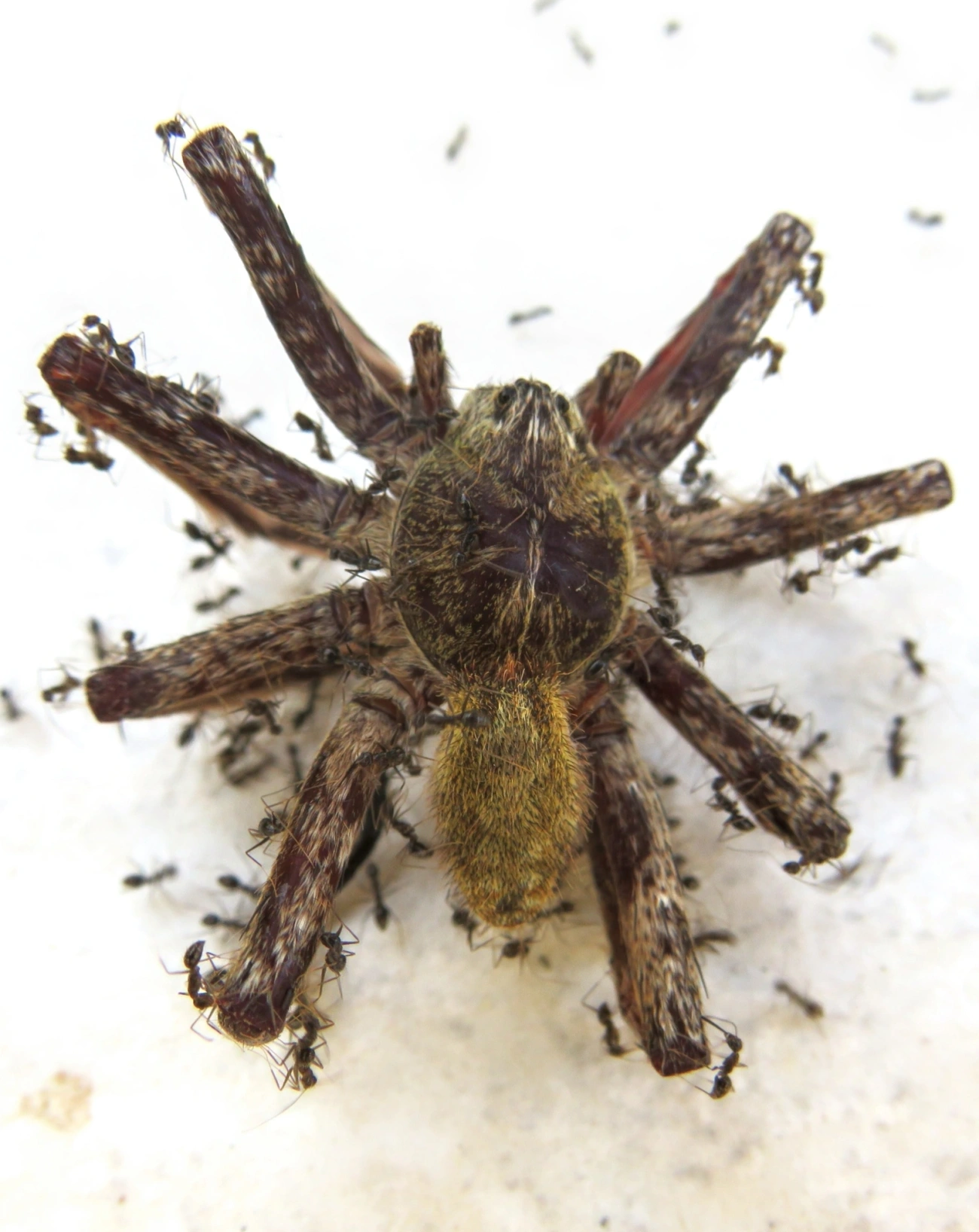 Ctenus, aracnídeos, fotografado em Maresias, São Sebastião