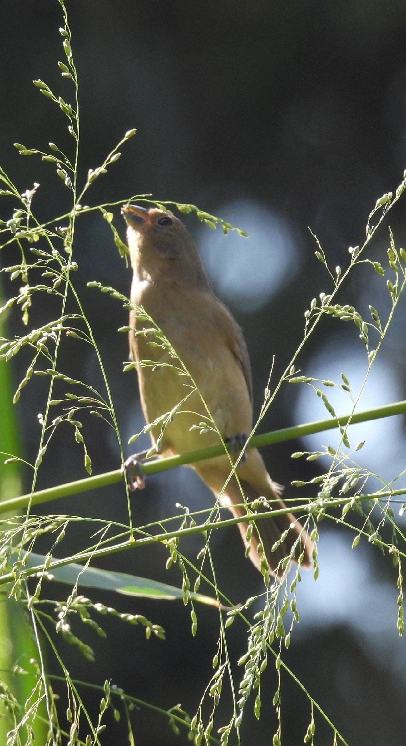 Coleirinho (Sporophila caerulescens), aves, fotografado em Rua Coronel João Leme, Bragança Paulista