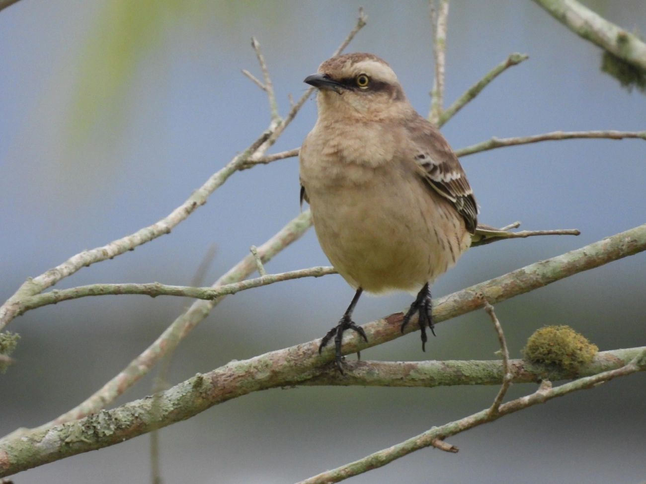 Sabiá-do-campo (Mimus saturninus), aves, fotografado em Praia da Enseada, São Sebastião