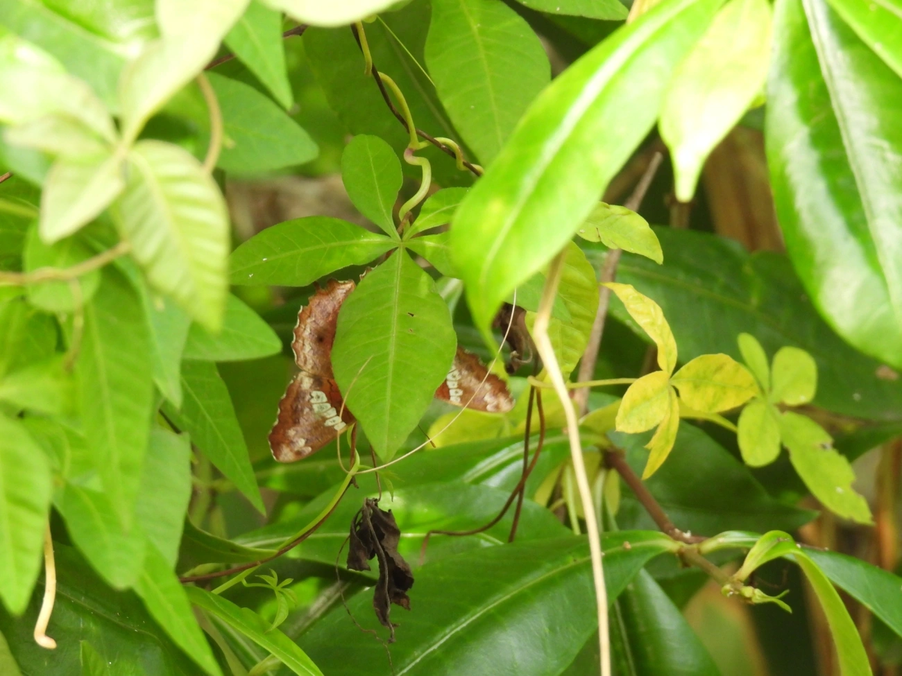 Borboleta-pavão-escarlate (Anartia amathea), insetos, fotografado em Maresias, São Sebastião