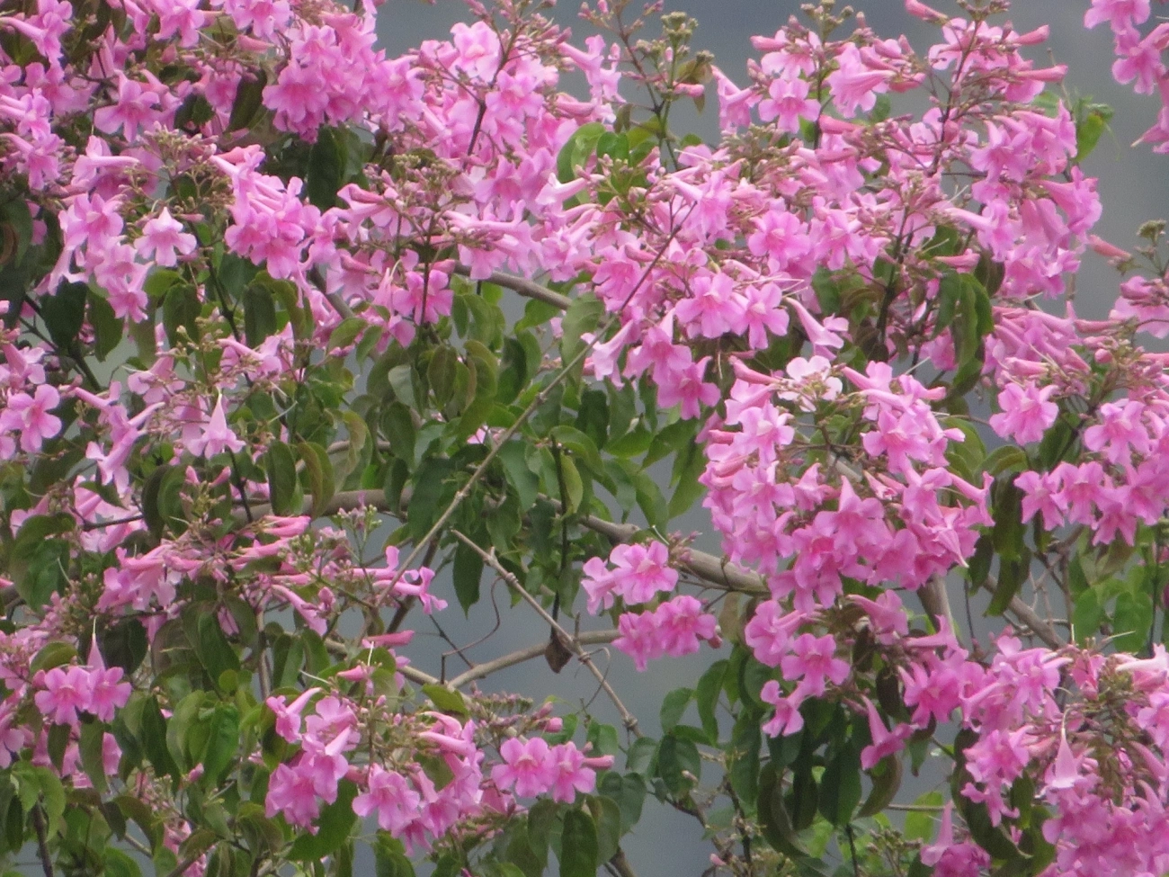 Trombeta-rosa (Podranea ricasoliana), plantas, fotografado em Maresias, São Sebastião