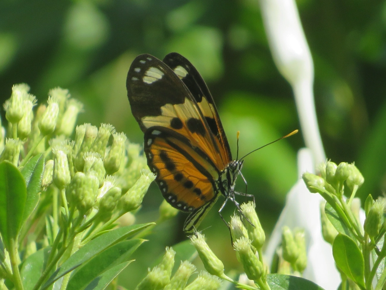 Borboleta-do-maracujá (Eueides isabella), insetos, fotografado em Maresias, São Sebastião