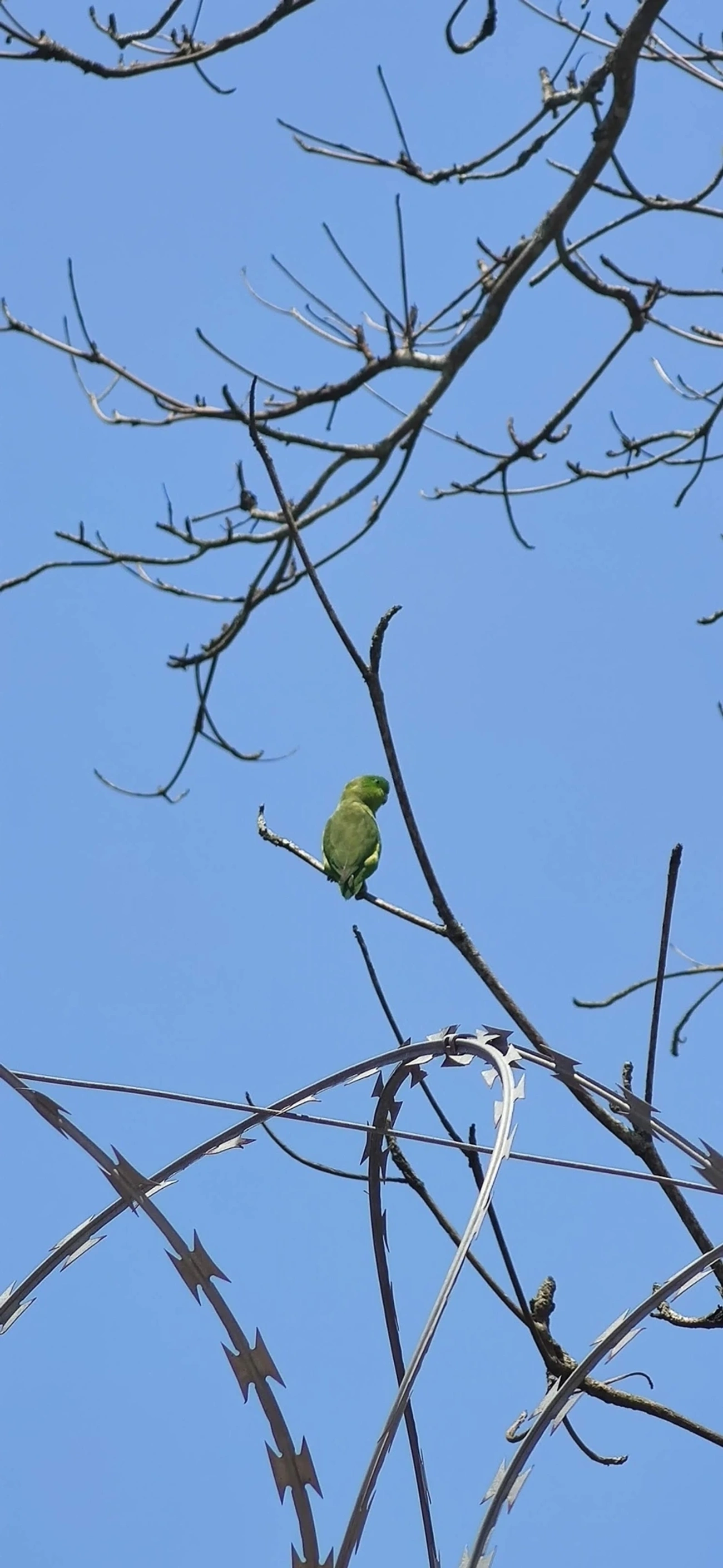 Tuim (Forpus xanthopterygius), aves, fotografado em Maresias, São Sebastião