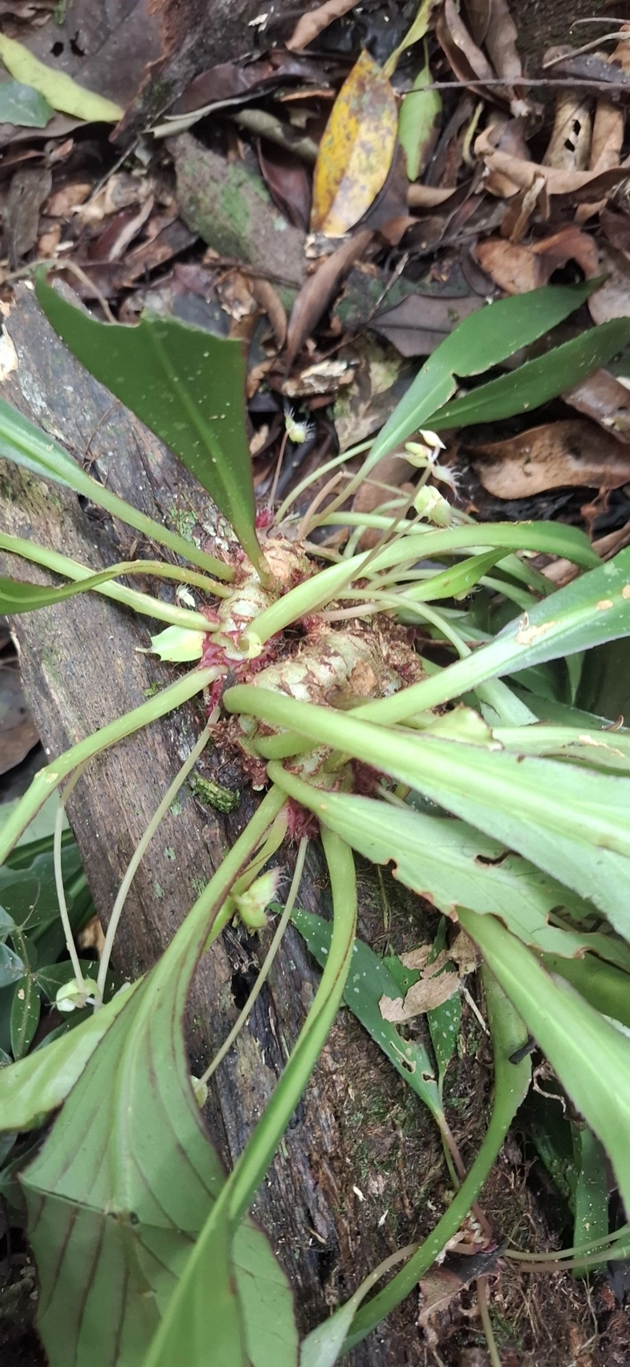 Paradrymonia, plantas, fotografado em Cambaquara, Ilhabela