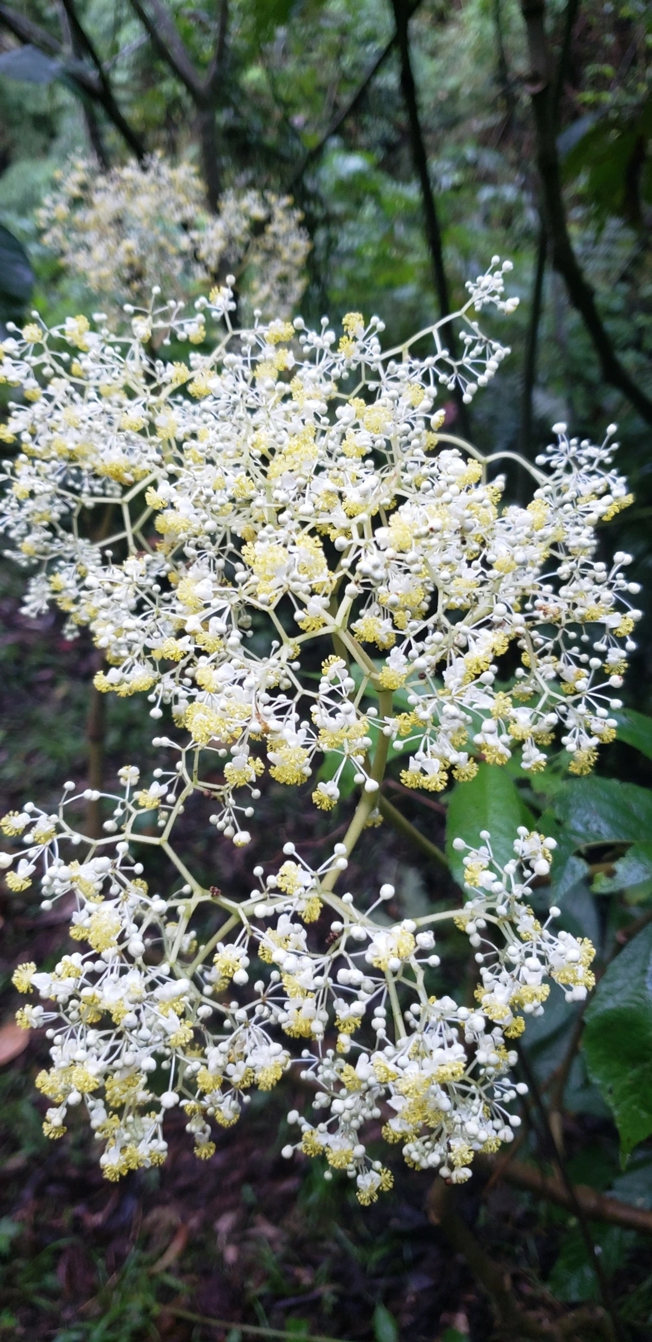 Sabugueiros (Sambucus), plantas, fotografado em Campos do Jordão