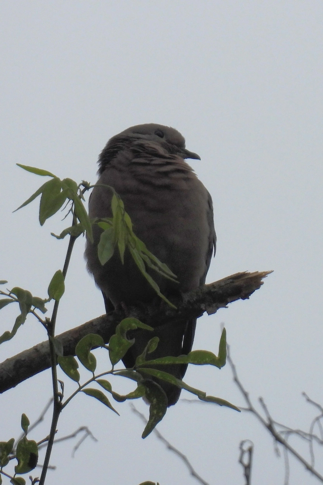 Pomba-de-bando (Zenaida auriculata), aves, fotografado em Santa Isabel