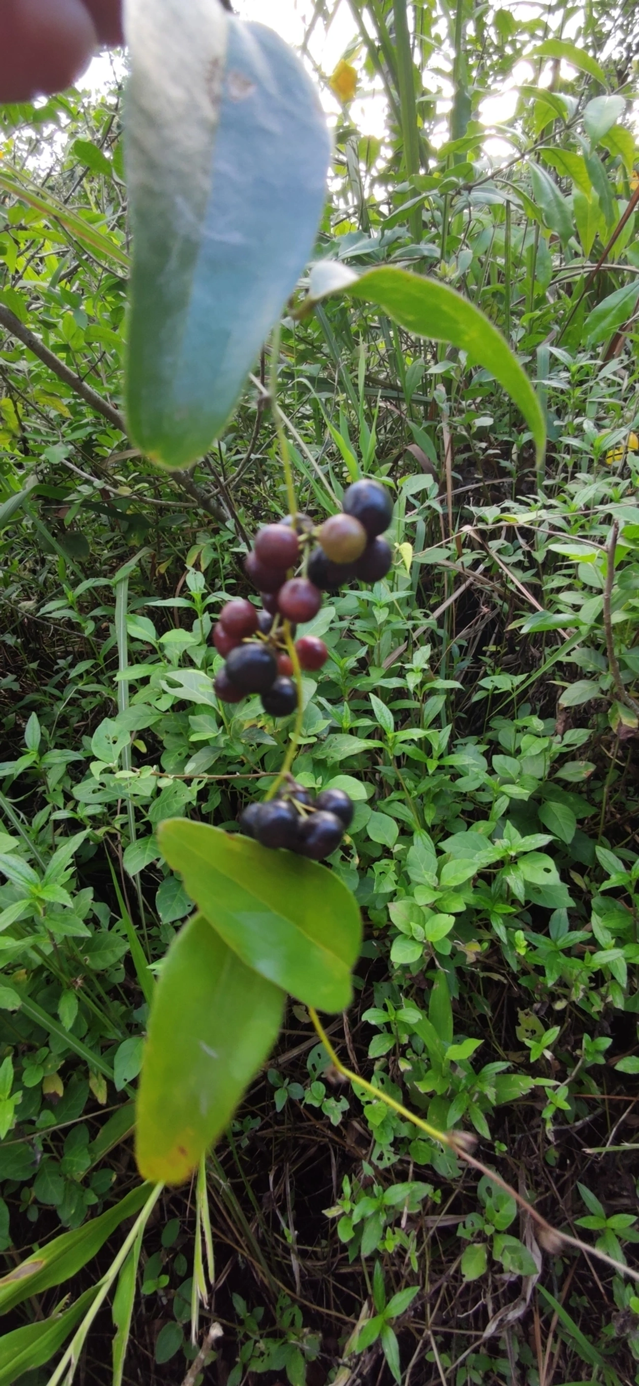 Smilax, plantas, fotografado em Maresias, São Sebastião