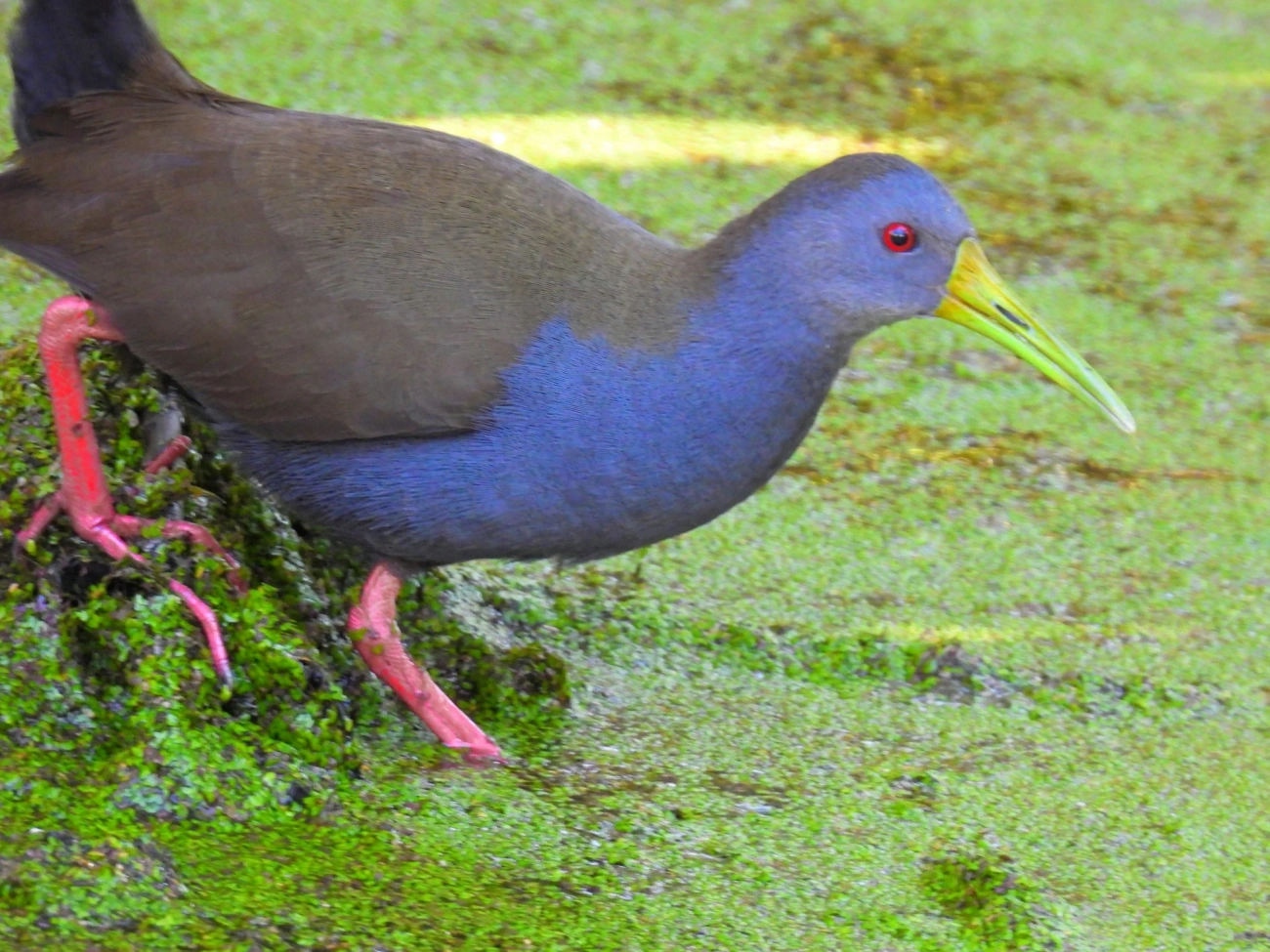 Saracura-sanã (Pardirallus nigricans), aves, fotografado em Maresias, São Sebastião