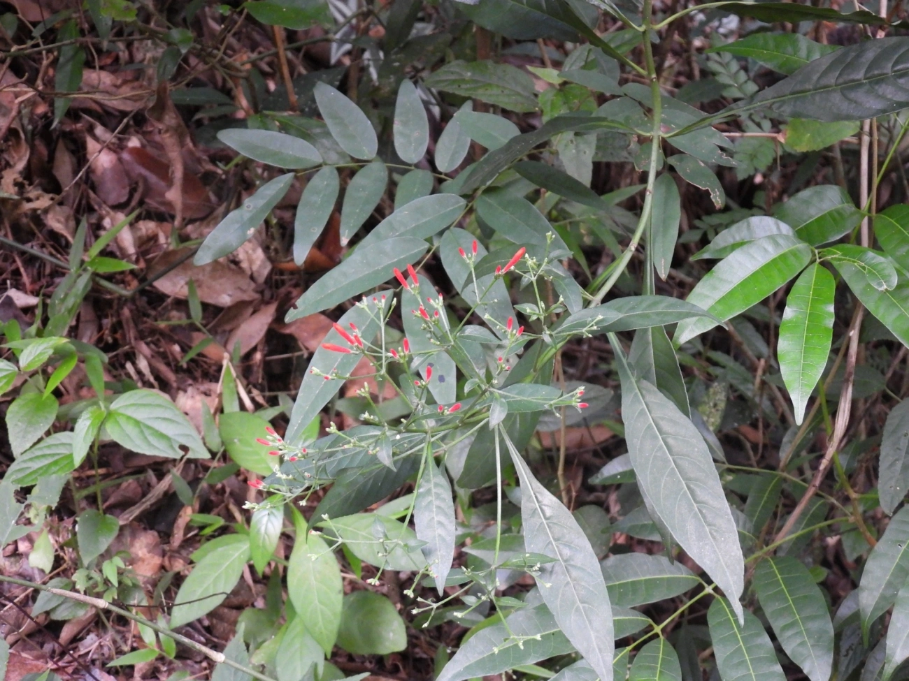 Anil-bravo (Aphelandra schottiana), plantas, fotografado em Cabreúva