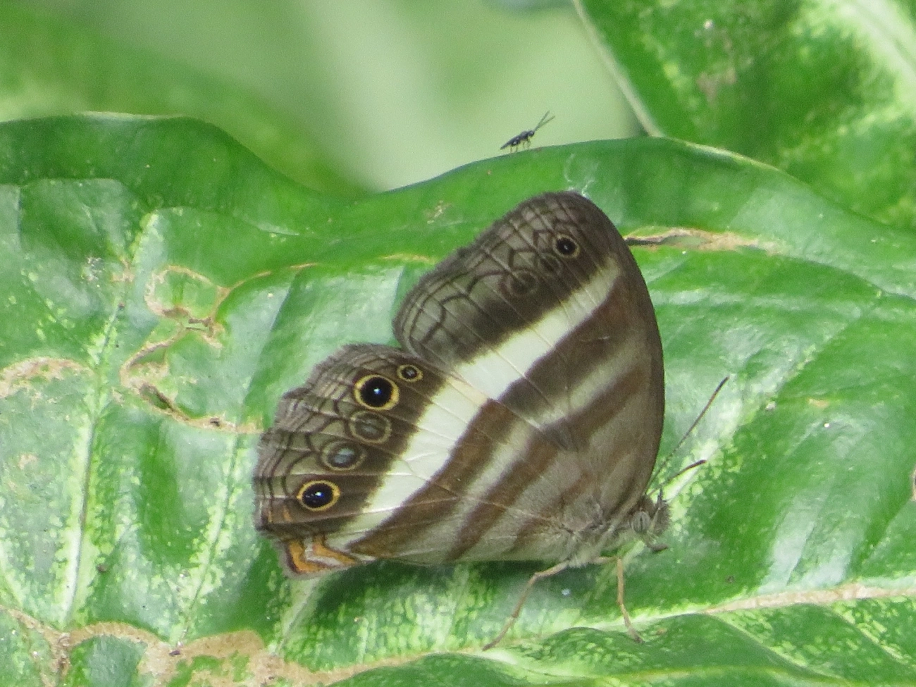 Pareuptychia summandosa, insetos, fotografado em Paúba, São Sebastião