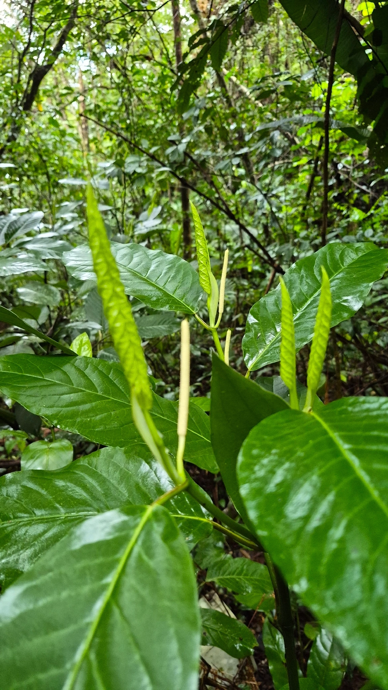 Piper arboreum, plantas, fotografado em Maresias, São Sebastião